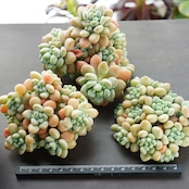 カット苗 ロココ Echeveria 'Rococo'