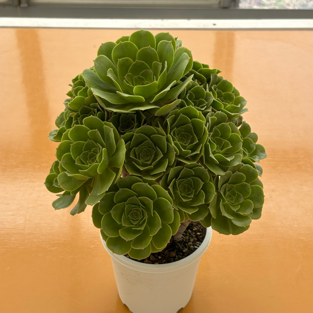 多肉植物専門店 たにくふぁ〜む