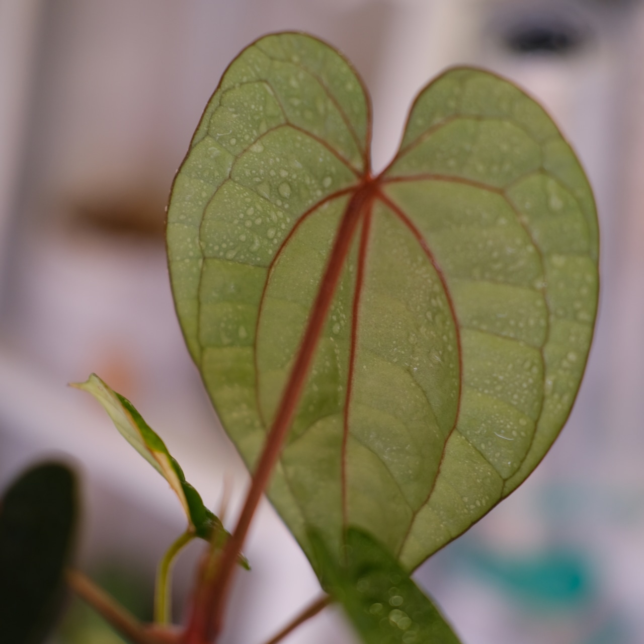 Anthurium Zara Michelle × Anthurium luxurians | 観葉植物