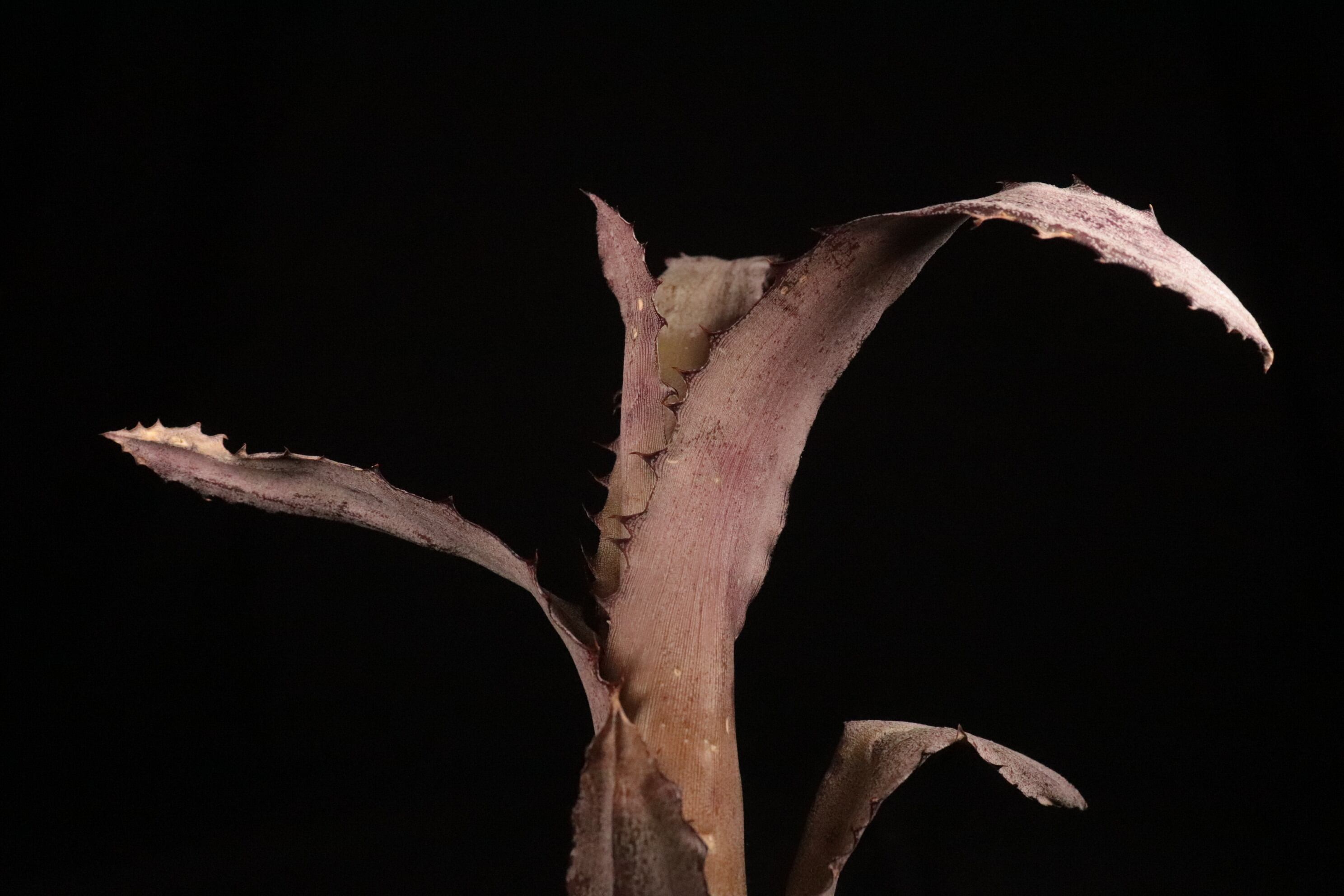 送料無料】Hohenbergia 'Ouchi'〔ホヘンベルギア〕現品発送H0090