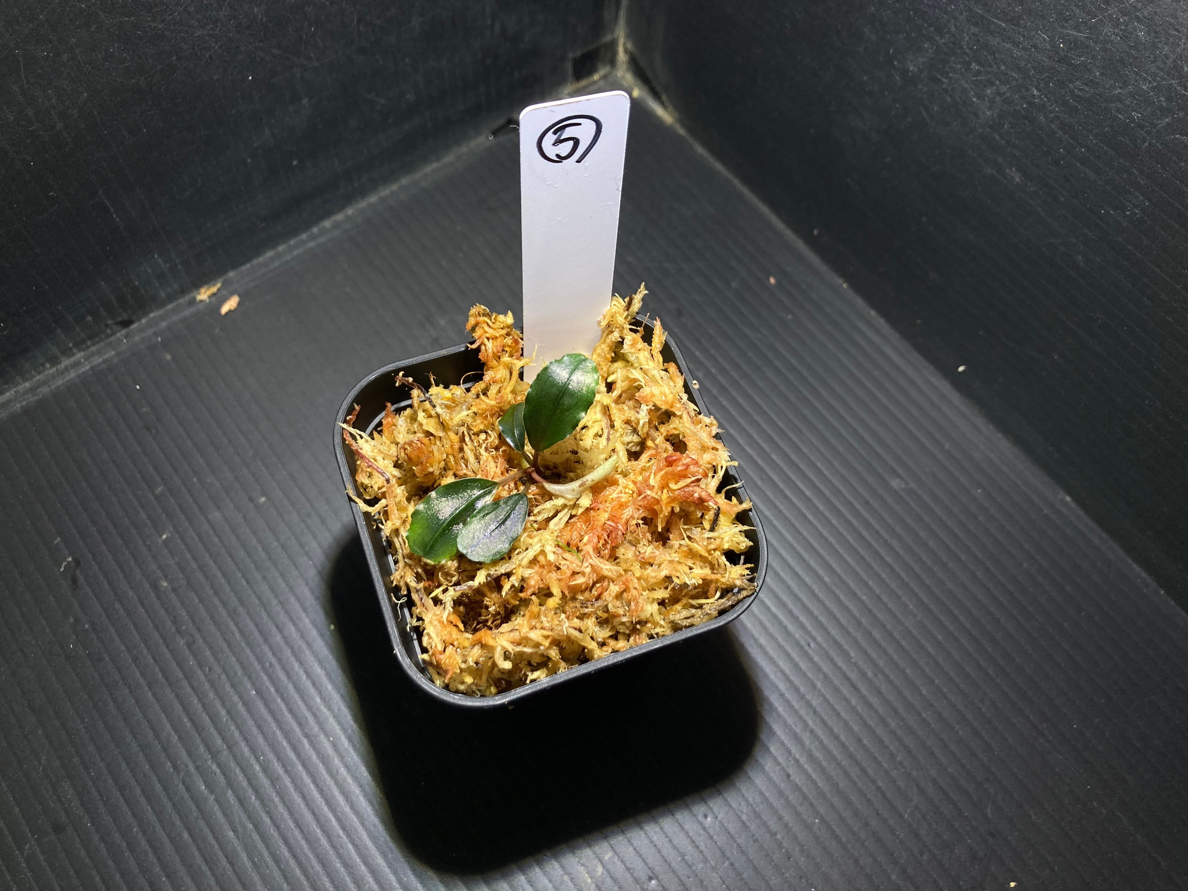 即購入OK‼️ブセファランドラ spダークブルー Bucephalandra sp. Dark Blue (ブセファランドラsp. ダークブルー