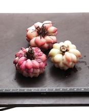 カット苗 ヒアリナ Echeveria hyalina