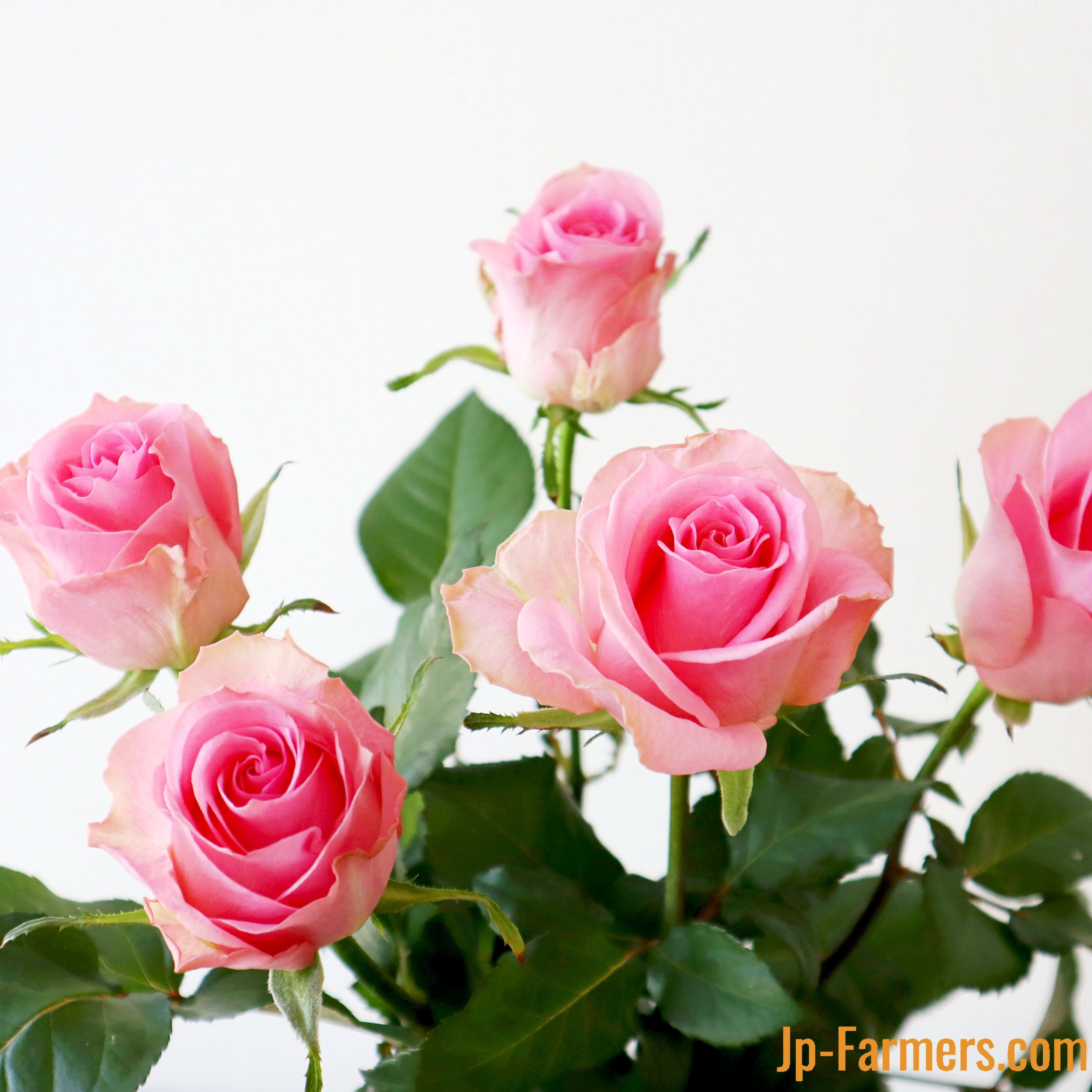 神田ばら園 10本 ☆バラ品種名：ブロッサムピンク | 新鮮お花問屋 Jp