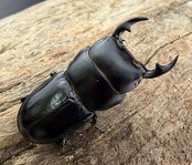 【WF1】《カツラオオクワガタ ssp. 四川省産 39mm A'品ペア》