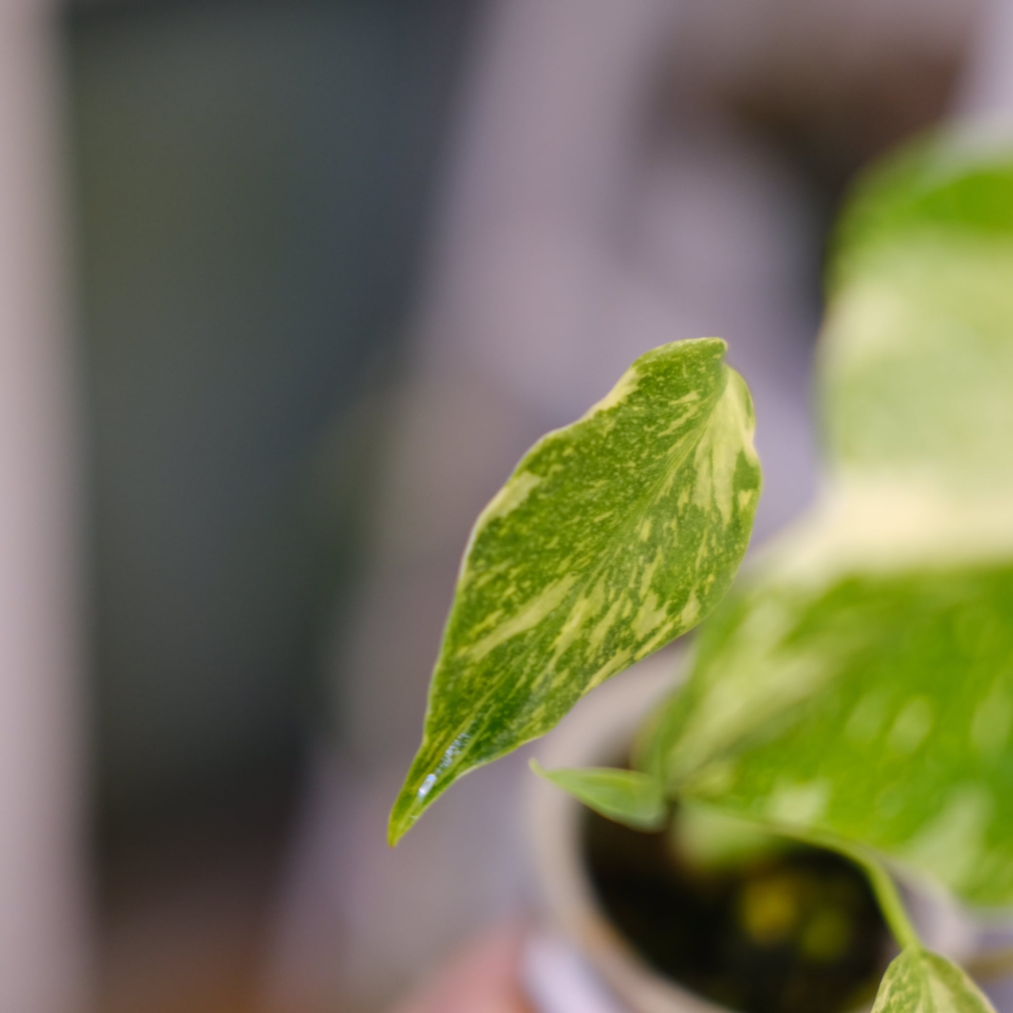 Monstera Electrolyte TC モンステラ エレクトロライト Monstera