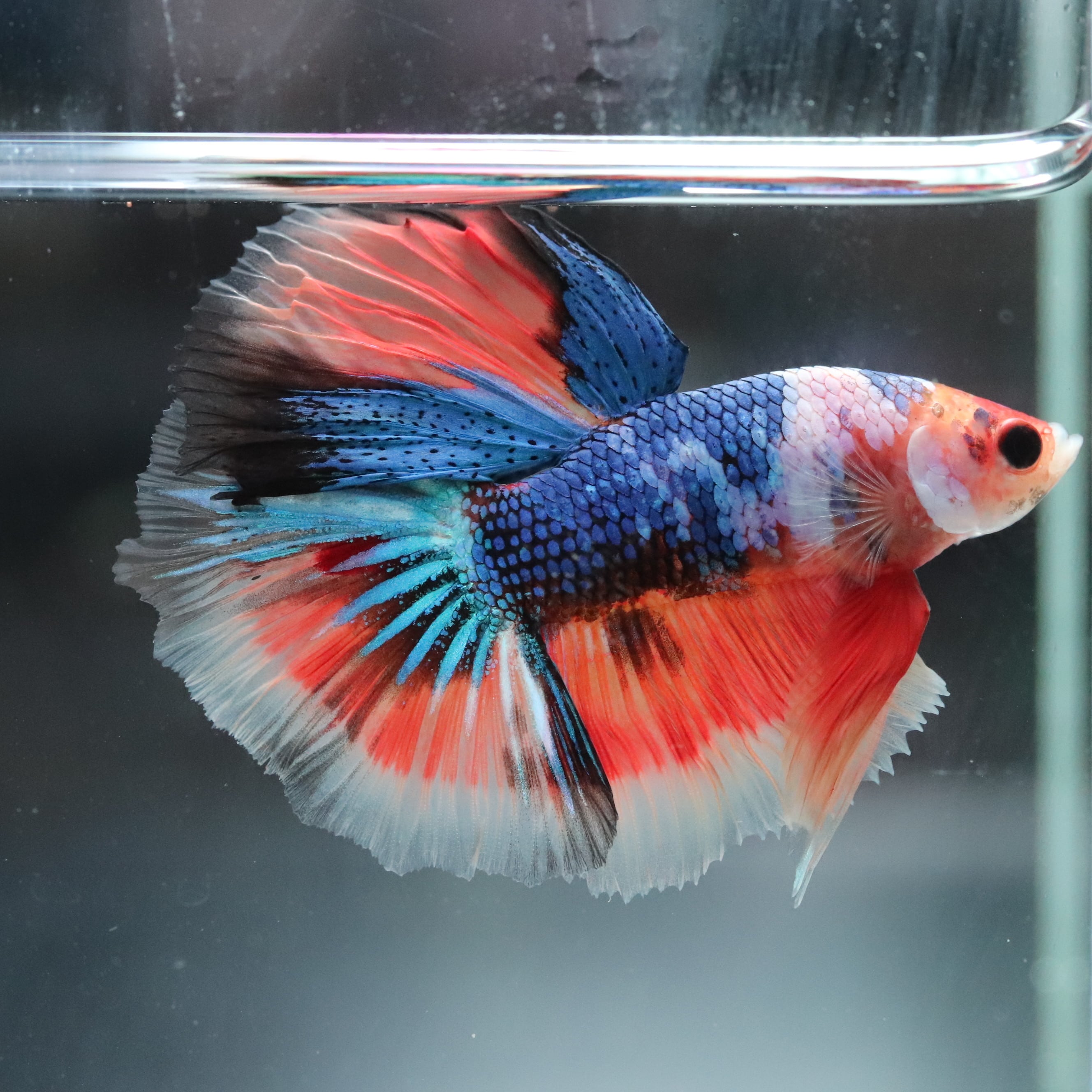 セレクトベタ・ハーフームーンブルーバタフライ♂040 | aquarium shop