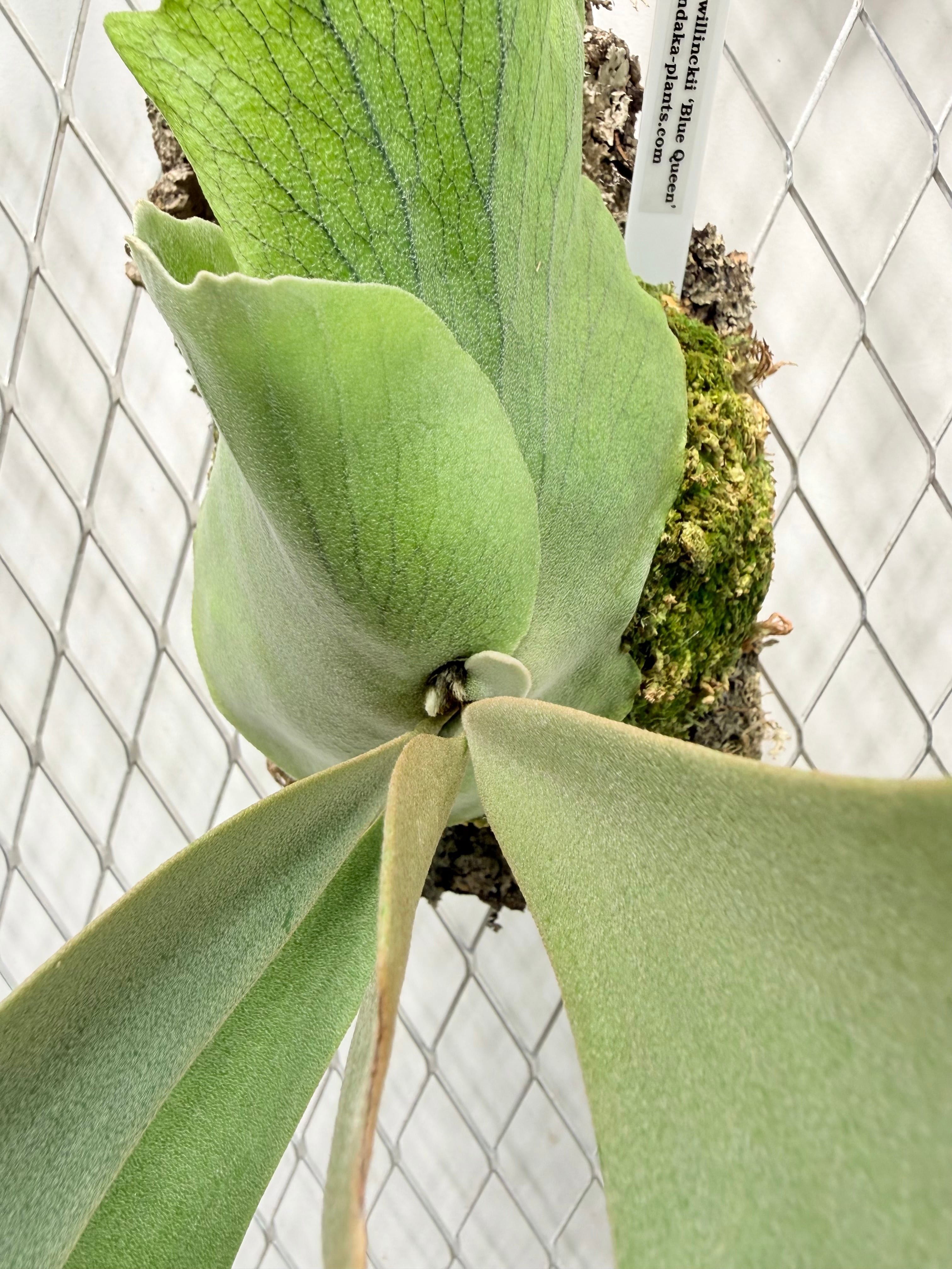 a) P. willinckii 'Blue Queen' ビカクシダ ウィリンキー 'ブルー