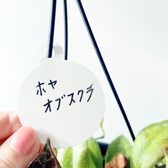 紅葉するHoya ホヤ オブスクラ 観葉植物 吊り下げ calm cafe