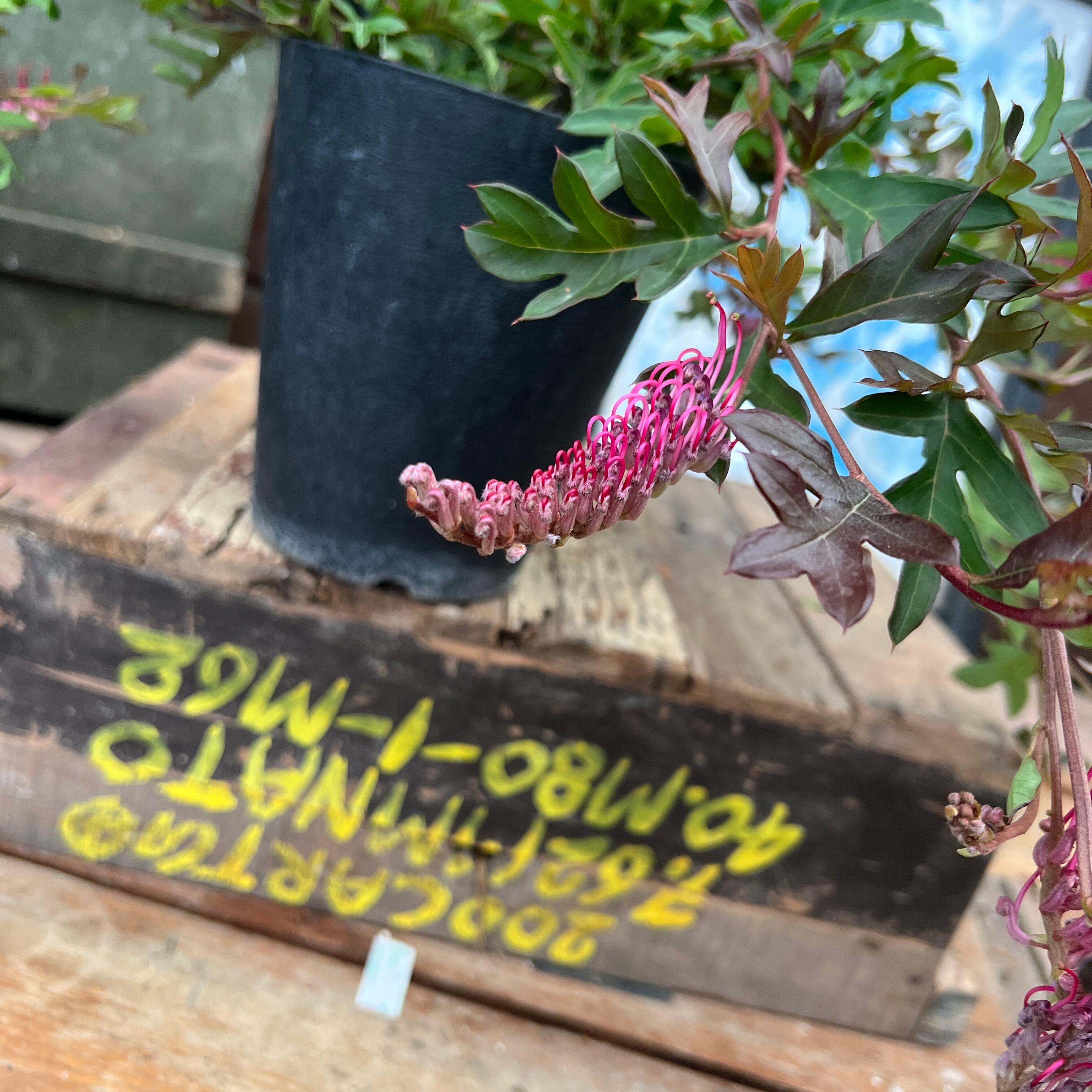 オージープランツ2株セット❗️ グレビレアガウディチャウディと