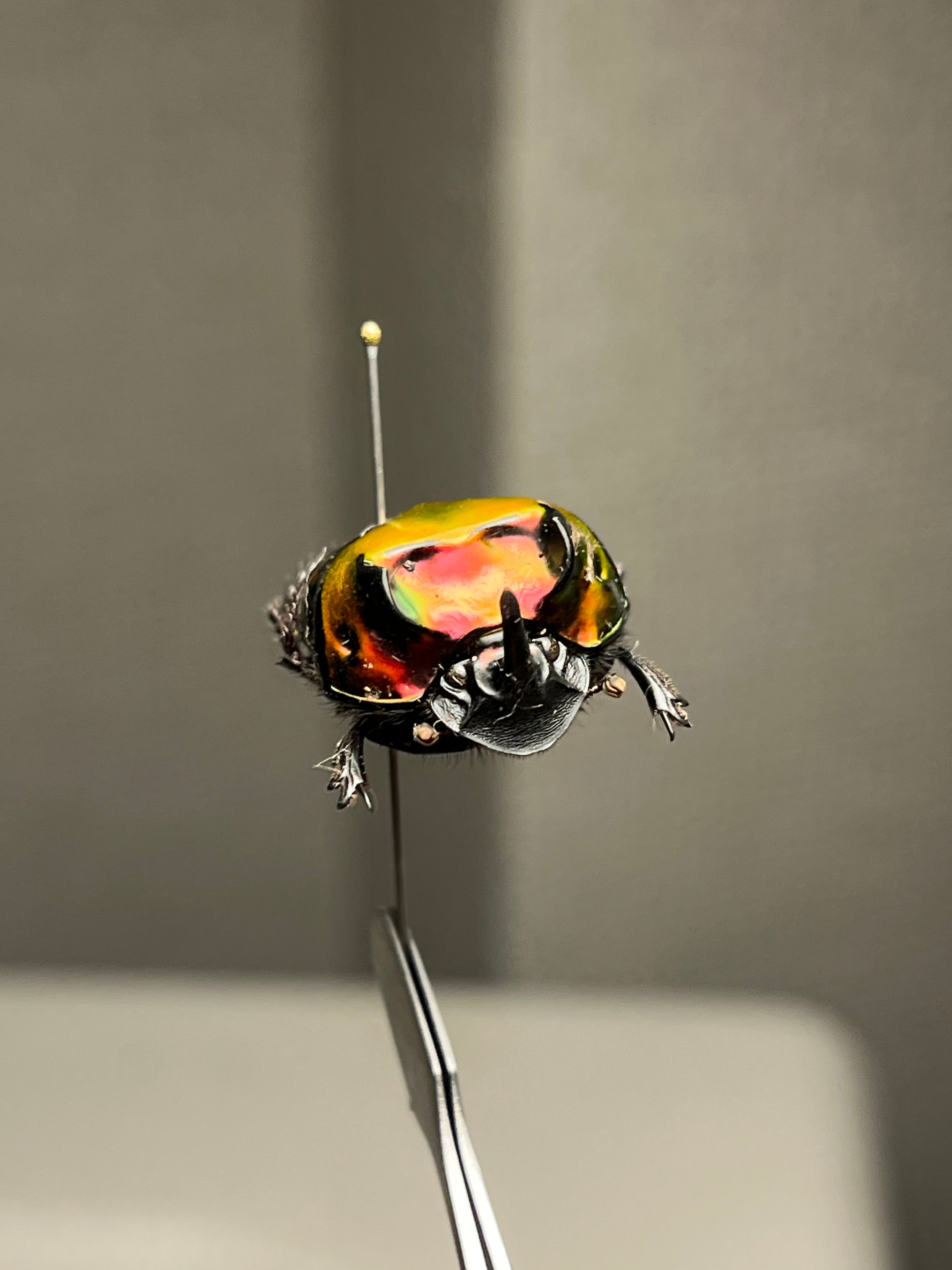 極美真紅】アカツヤダイコクコガネ フンチュウ糞虫昆虫標本甲虫