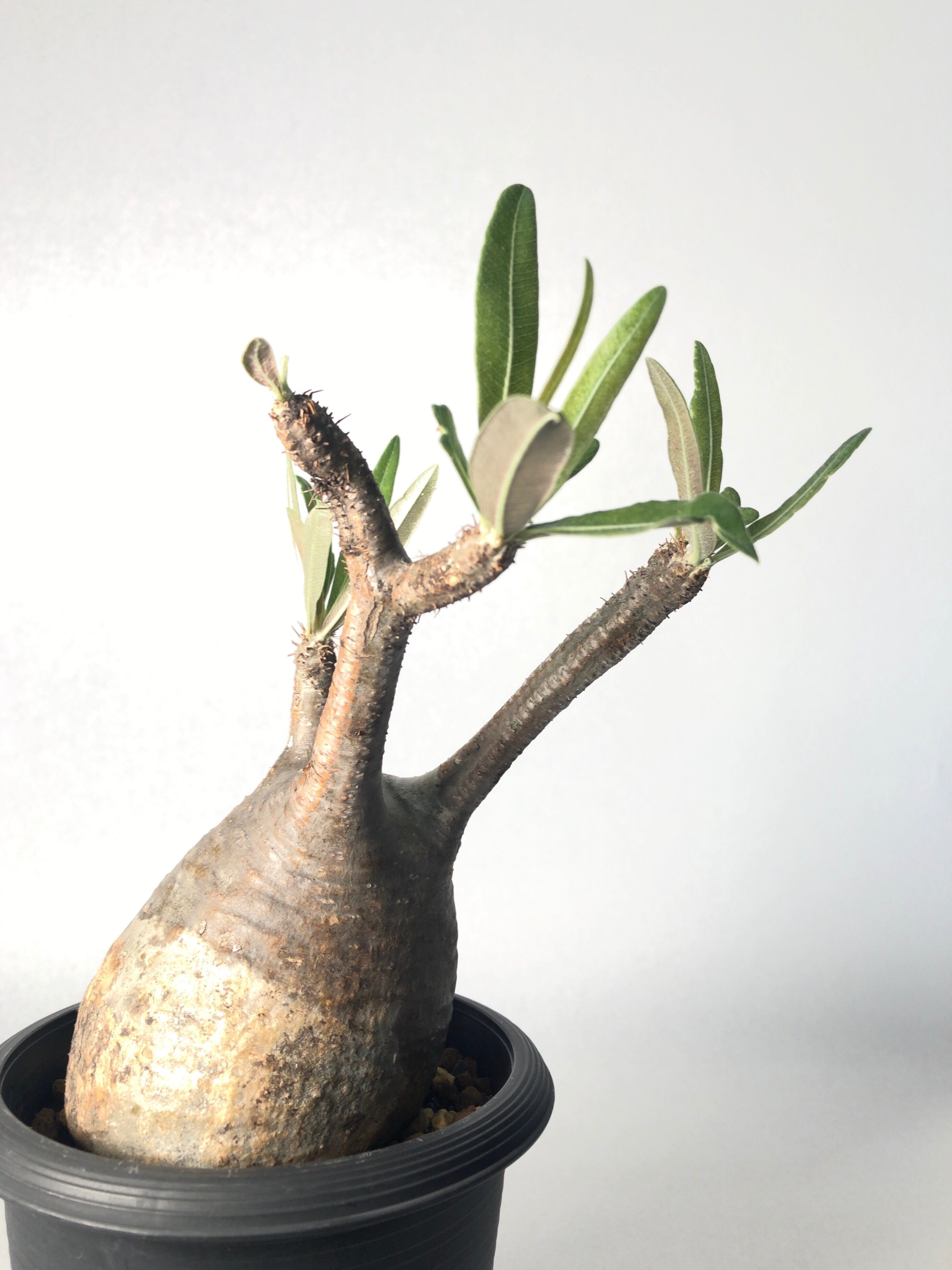 パキポディウム・グラキリス | trigger