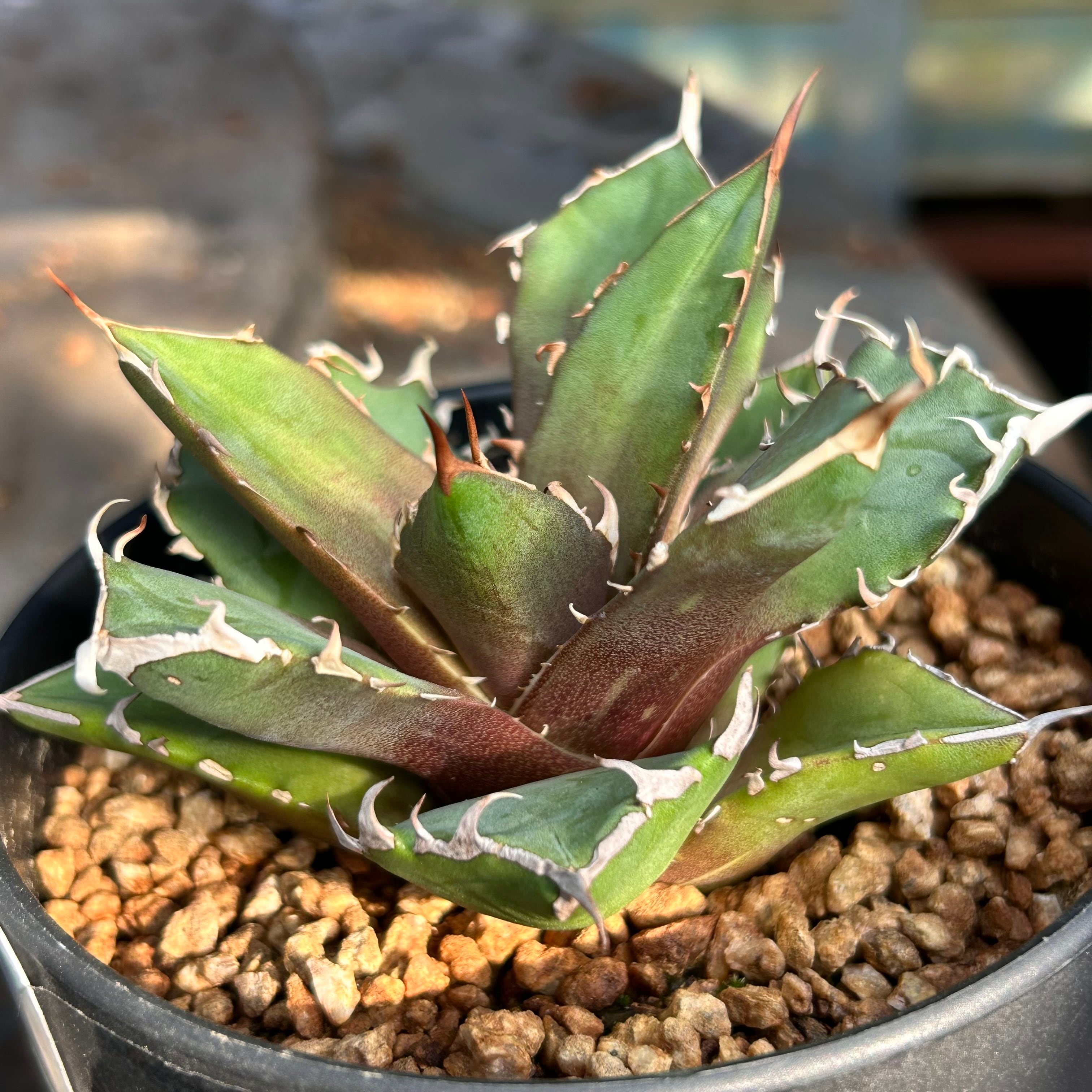T)アガベ チタノタ 鬼爪(夏型) | RuPo 多肉植物専門店