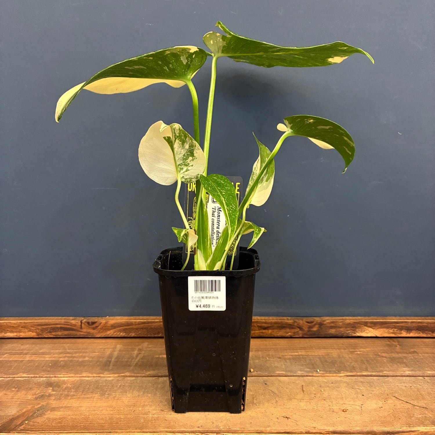 ｼﾞﾌｨｰｾﾌﾞﾝ 30mm | PROTOLEAF プロトリーフ