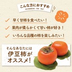 【予約・10月下旬～11月発送】【2026年産】伊豆柿 L 24玉（5ｋｇ）