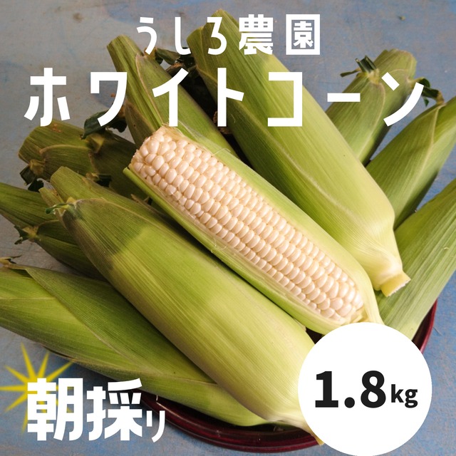 【訳あり】【まるで梨のような】淡路島のホワイトコーン1.8ｋｇ