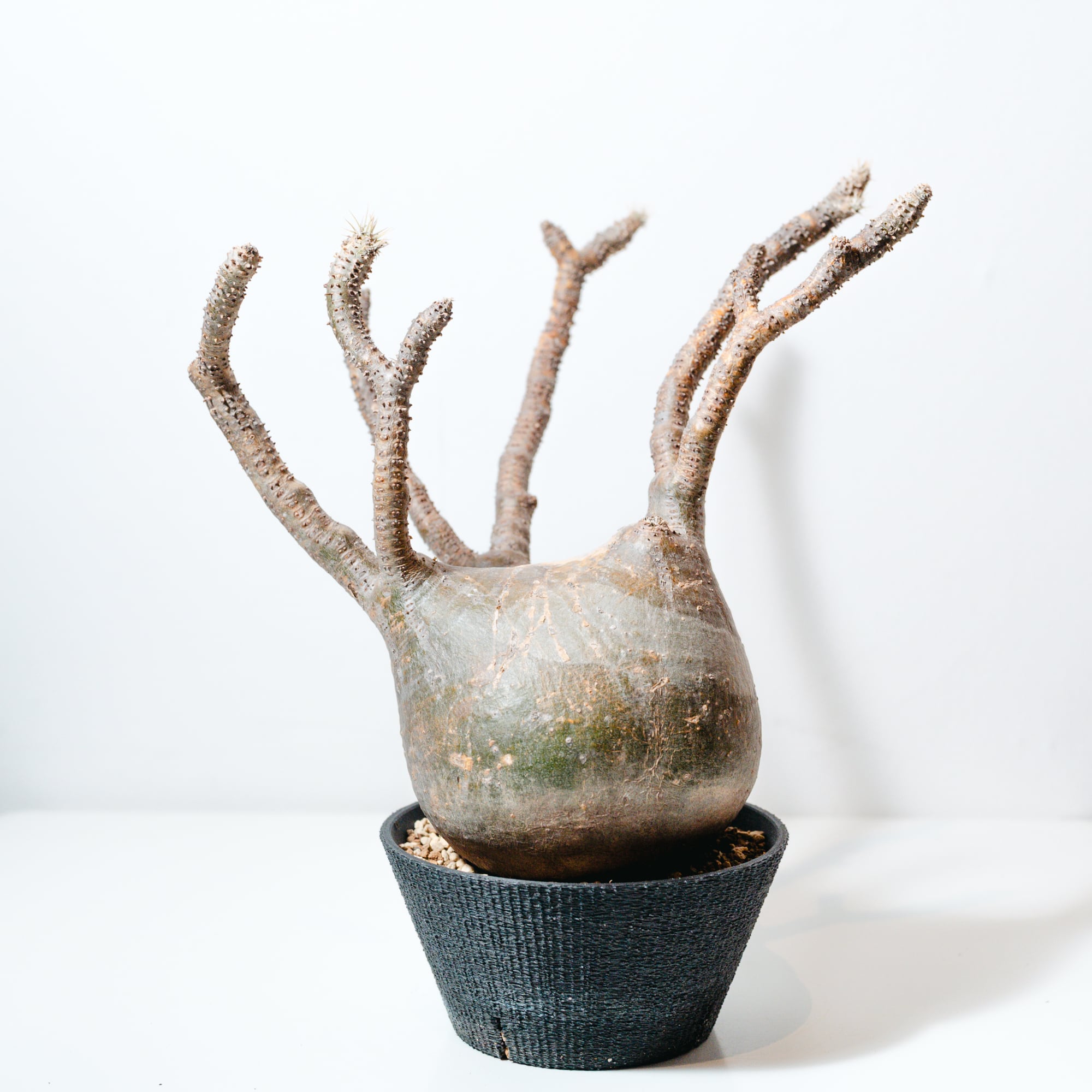 フィロデンドロン・バールマルクス斑入り（Philodendron Burle Marx