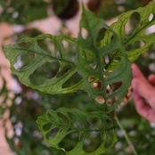 Monstera Obliqua Peru / モンステラ オブリクア ペルー【お得なまとめ売り】