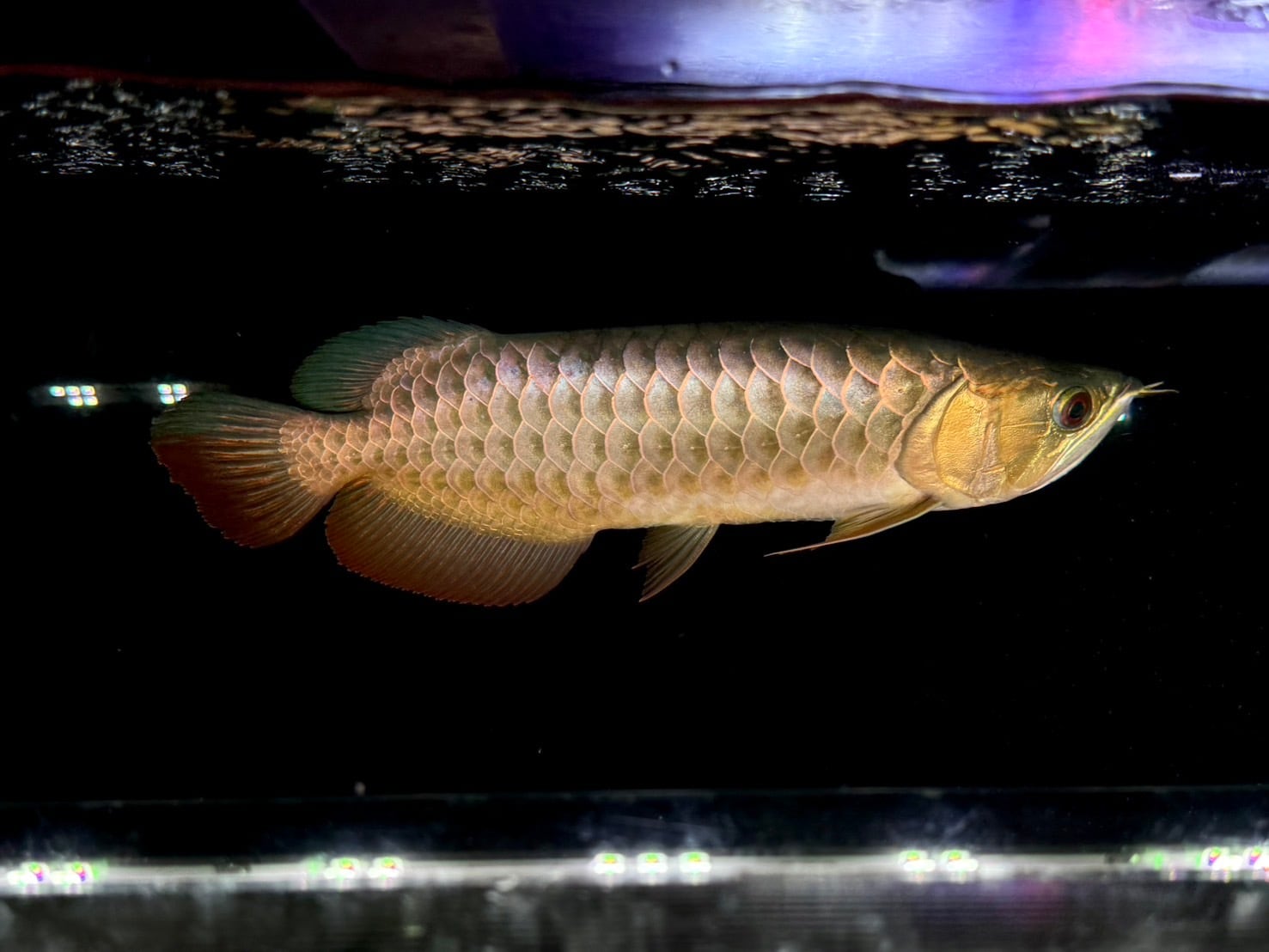 F11 アジアアロワナ 過背金龍 ブルーベース 25㎝前後 250-007361