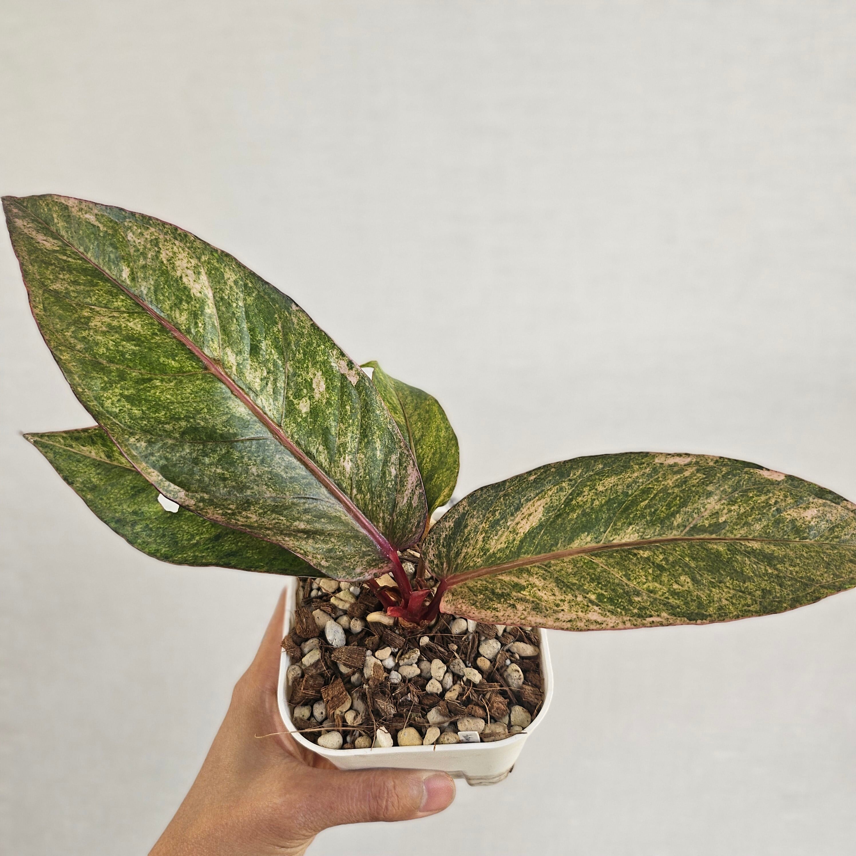 ♡レア♡《Anthurium Renaissance Var.》アンスリウム・ルネッサンス・バリエガータ 観葉植物 / レッドリーフ/ポット発送