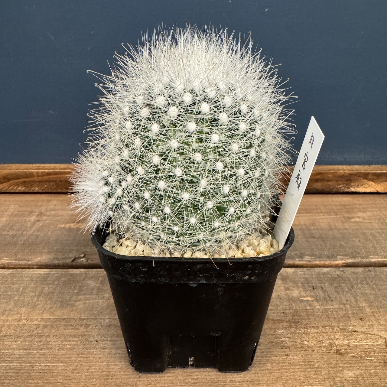 サボテン マミラリア 月宮殿【794】