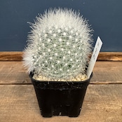 サボテン マミラリア 月宮殿【794】