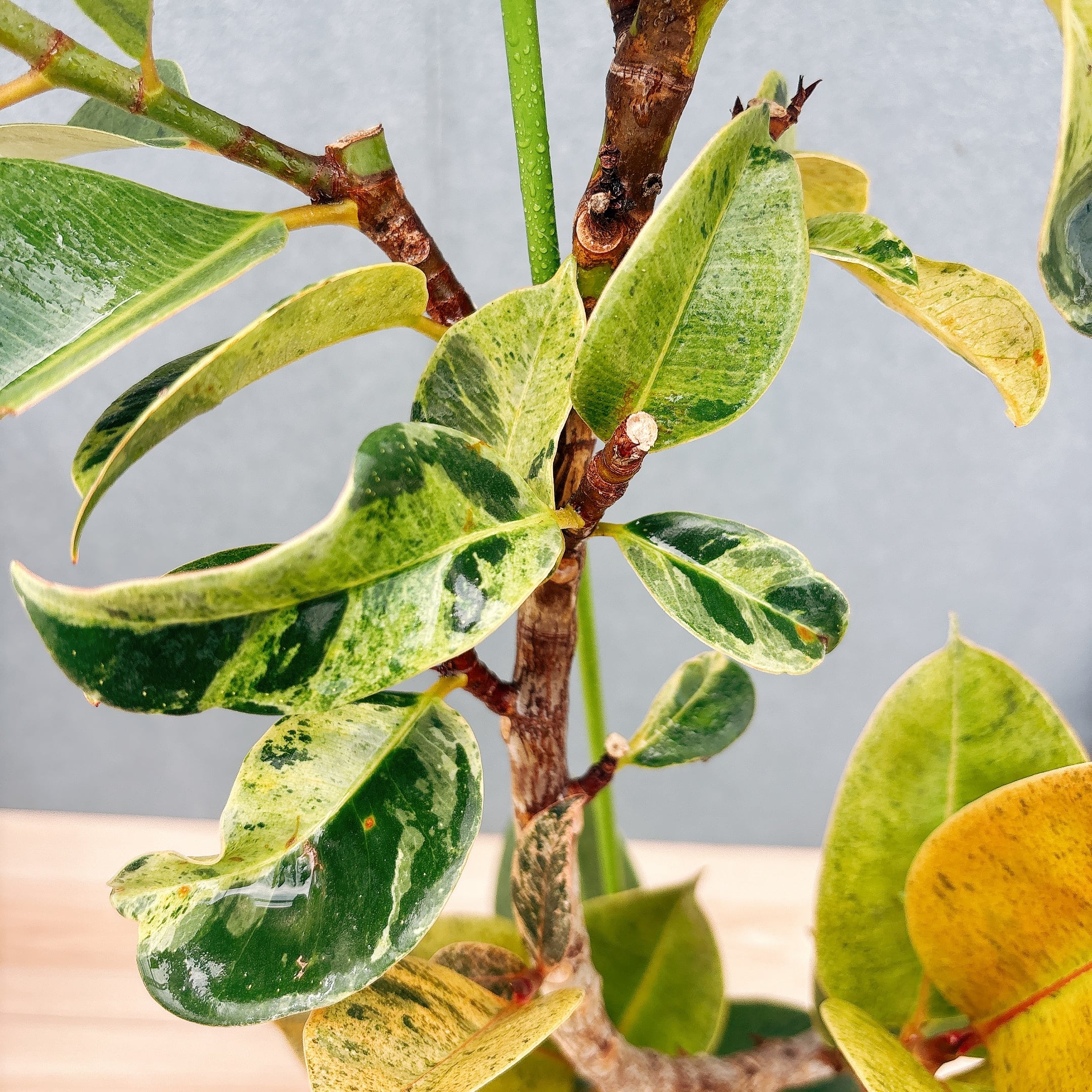 現品］【希少】1番 フィカス ジン 曲がり 7号 観葉植物 ゴムの木 室内