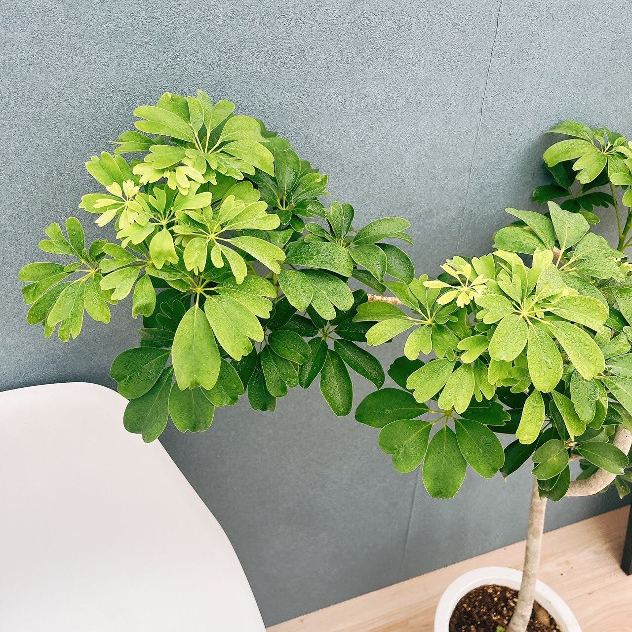 現品］A シェフレラ レナータ 曲がり 8号 観葉植物 室内 大型