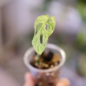 Monstera adansonii Mottled / モンステラ アダンソニー ミント㉛ / 観葉植物
