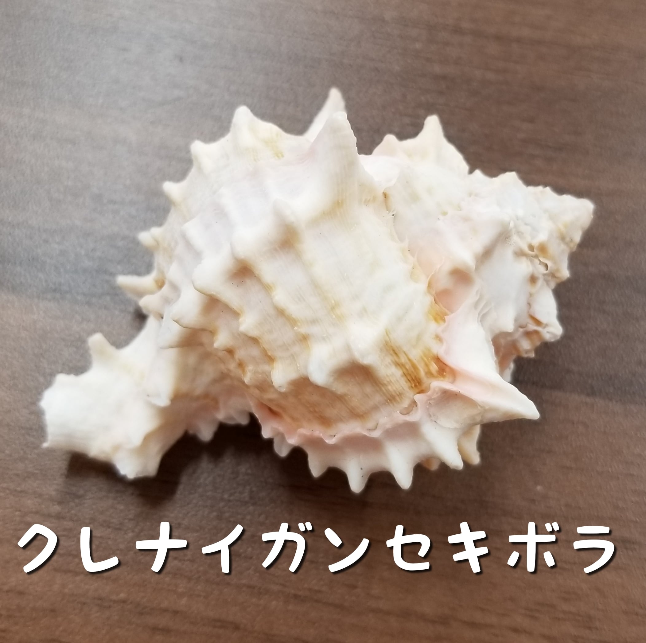 貝殻標本 クレナイガンセキボラ トップ 貝殻パーツ】クレナイガンゼキ