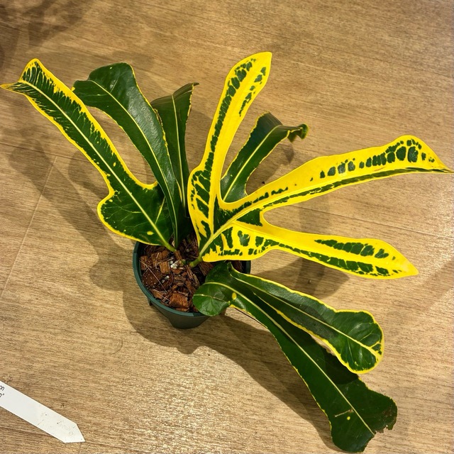 【現品】タイ直輸入 クロトン Boston 6｜深裂葉・鮮黄×濃緑
