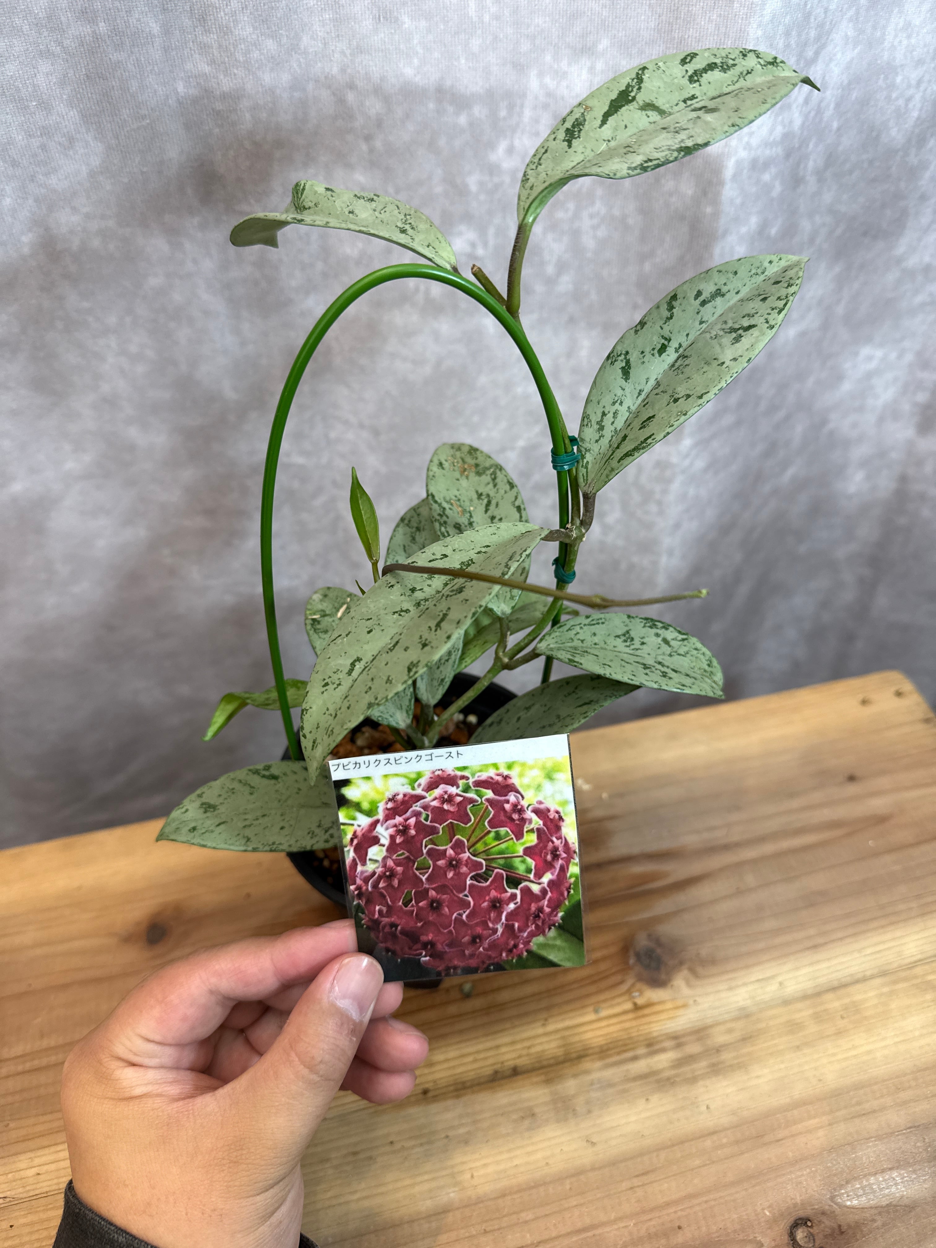 スキンダプサス グリス ⑨ スキンダプサス グリス | Gardenえん 【観葉熱帯植物】