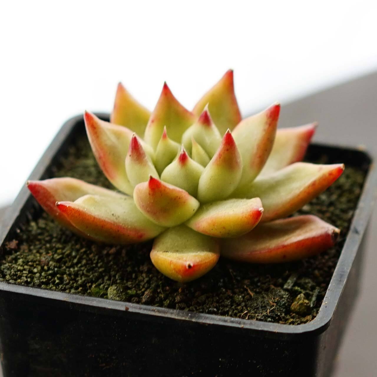 発根済カット苗 フランクレイネルト Echeveria 'Frank Reinelt'