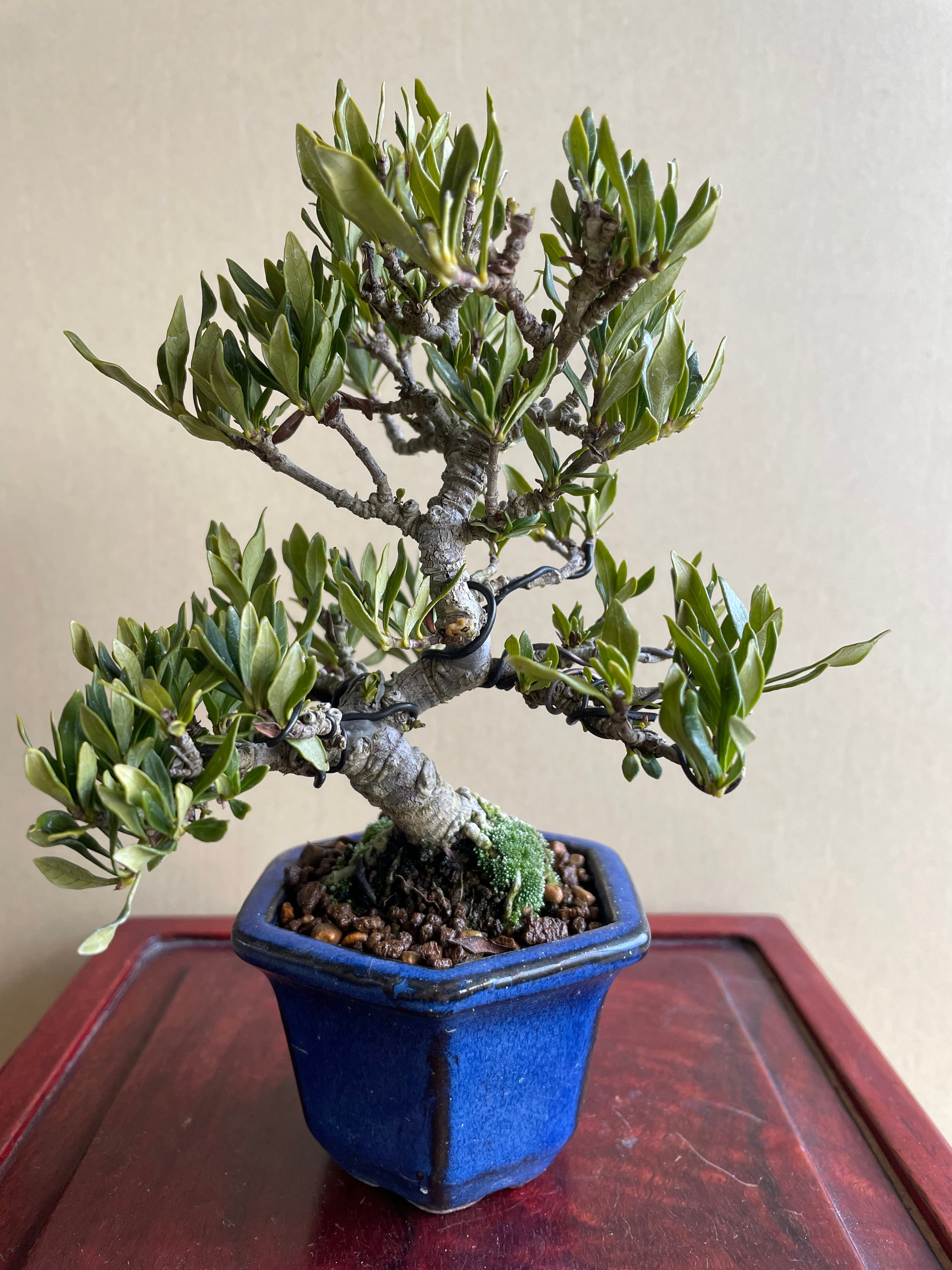 クチナシ（喜代誉） | 盆栽TAIYO