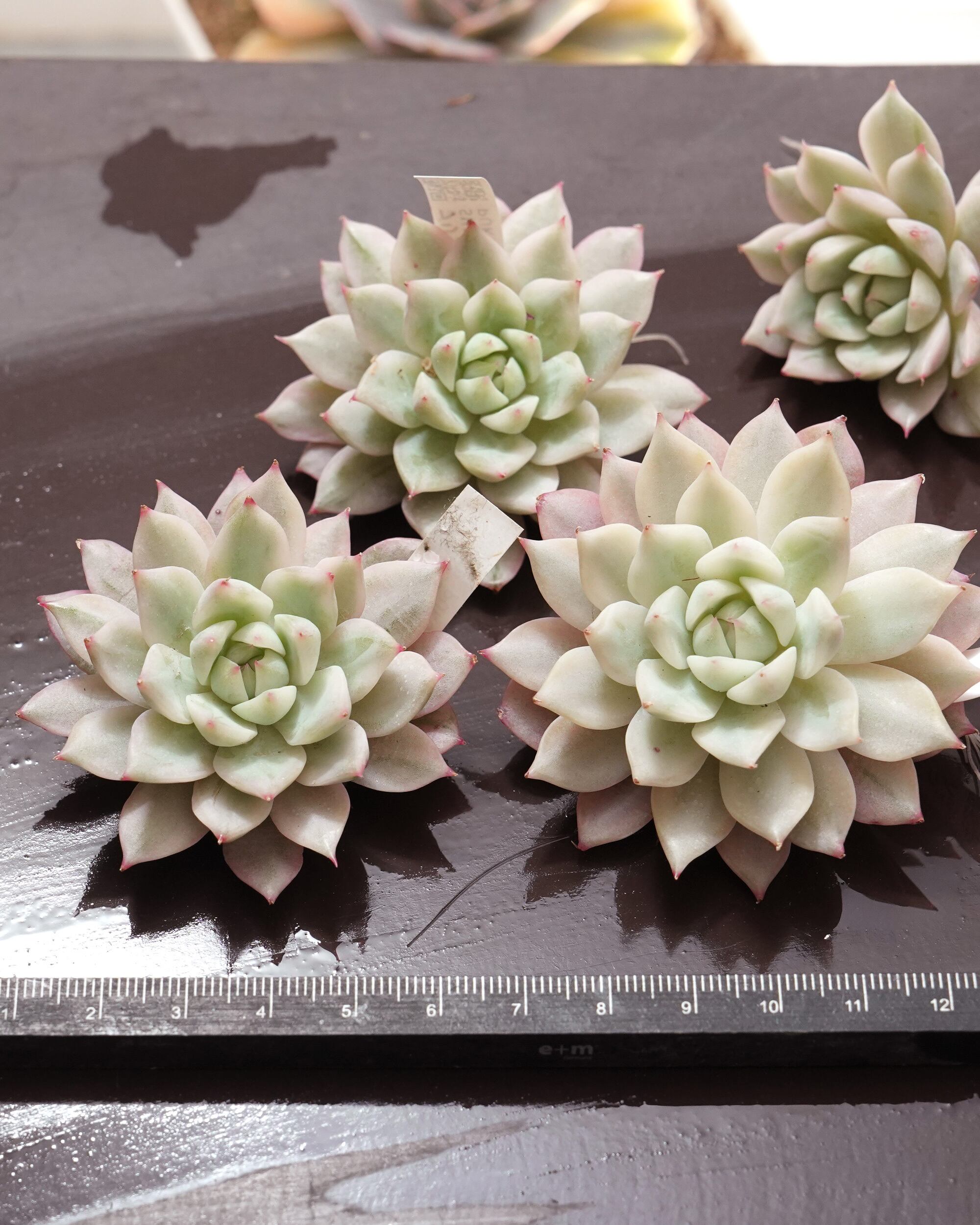 多肉植物　プリズム　　カット苗　2個セット 多肉植物 プリズム カット苗 2個セット 【公式通販】