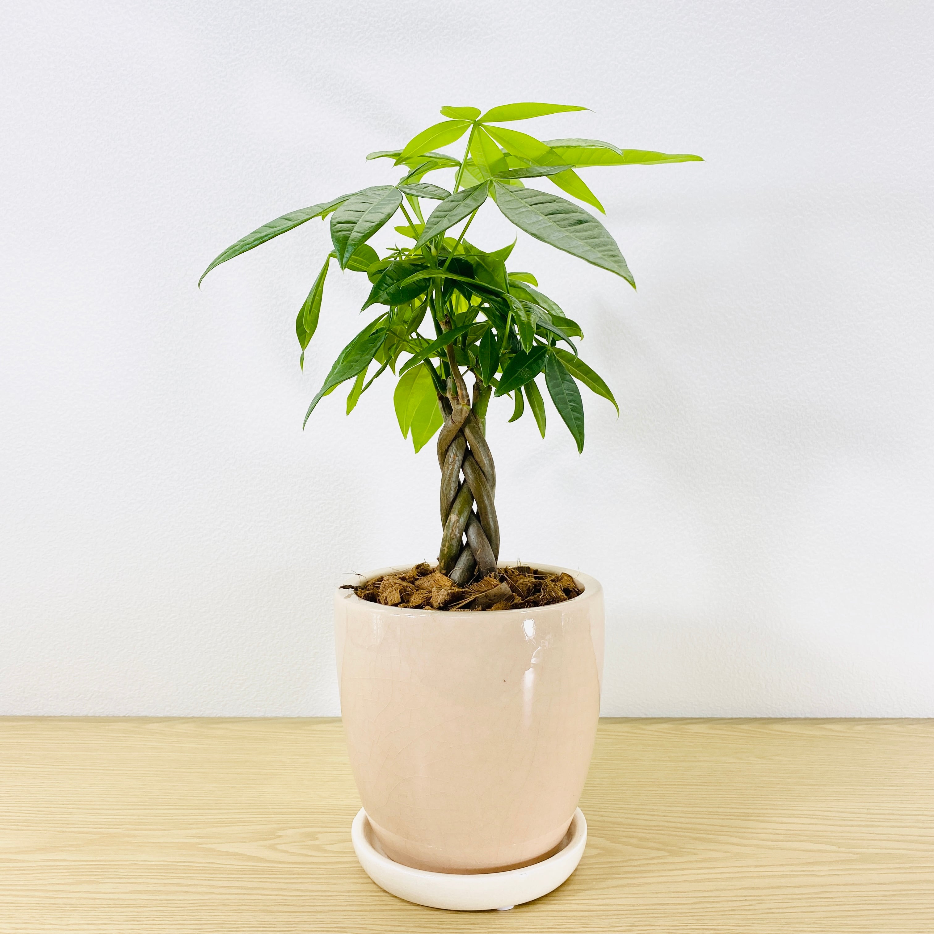 編み込み⭐️パキラ⭐️ねじり⭐️葉多数 編み込みパキラ （ねじり） [観葉植物•1点もの] 葉がとても