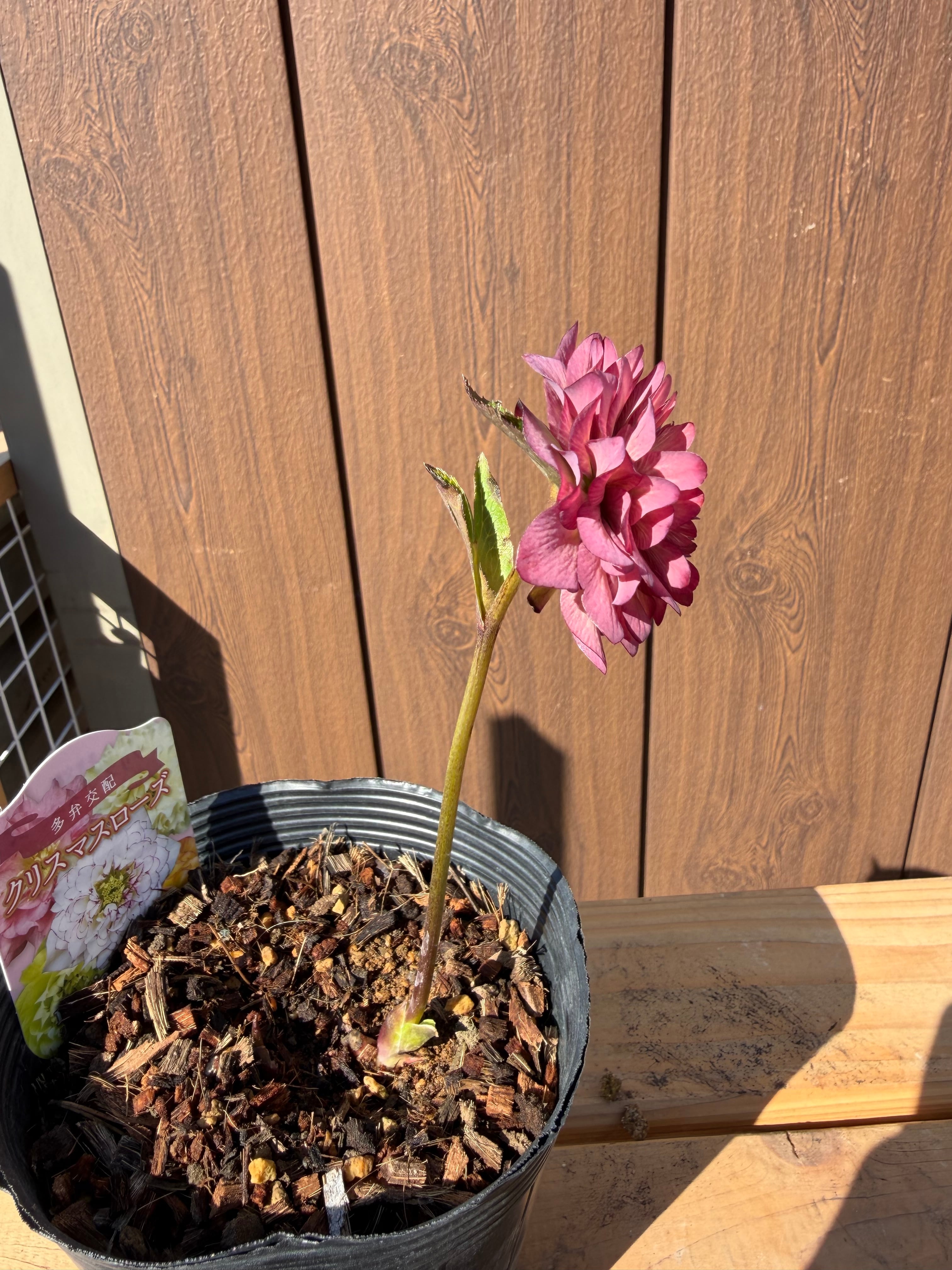 超多弁咲き 雄しべ弁化！ ※蕾無し特価 吉田園芸 クリスマスローズ