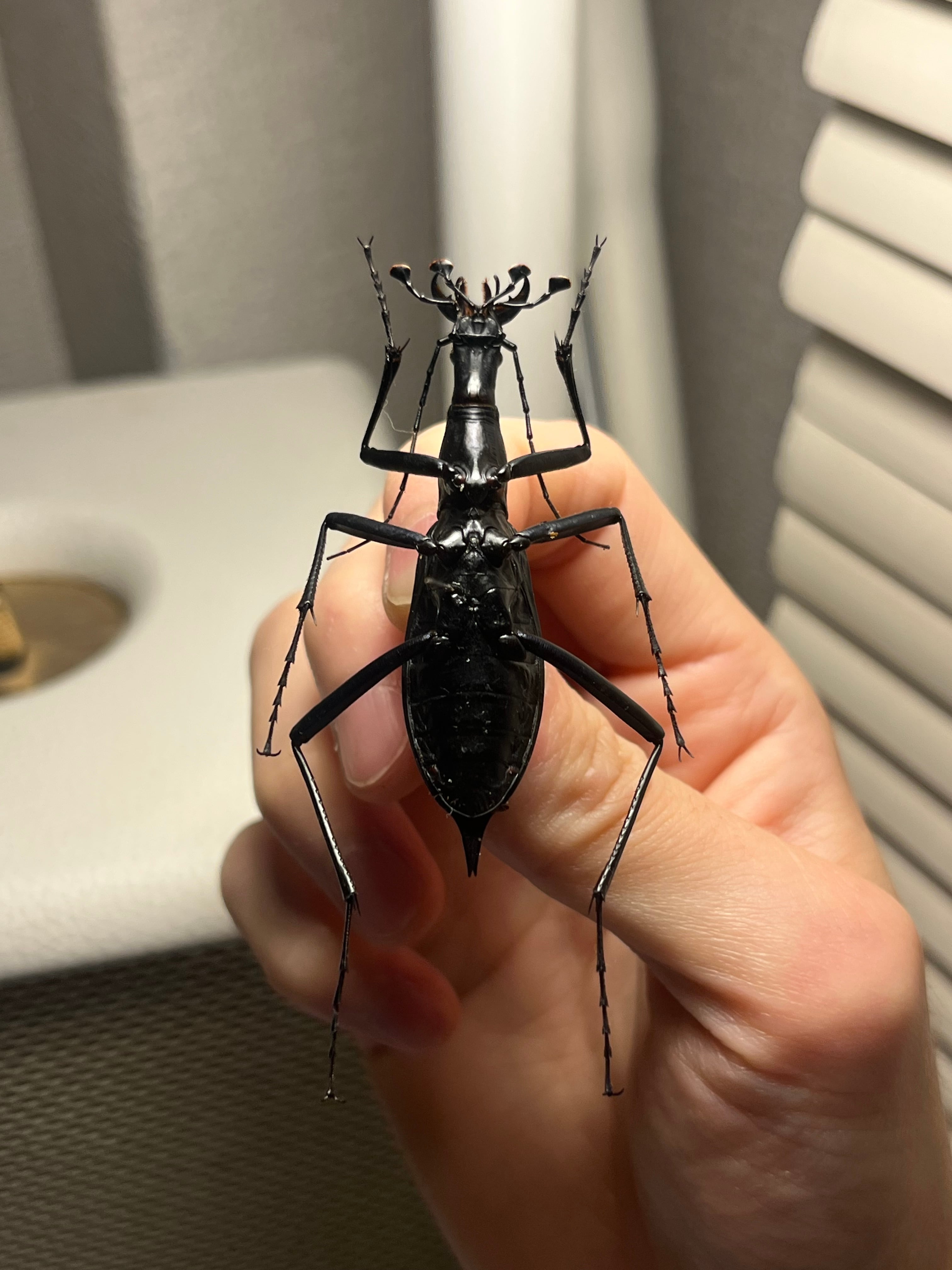 蝸牛被最大種】フクエマイマイカブリ ホンマイマイカブリ 昆虫標本