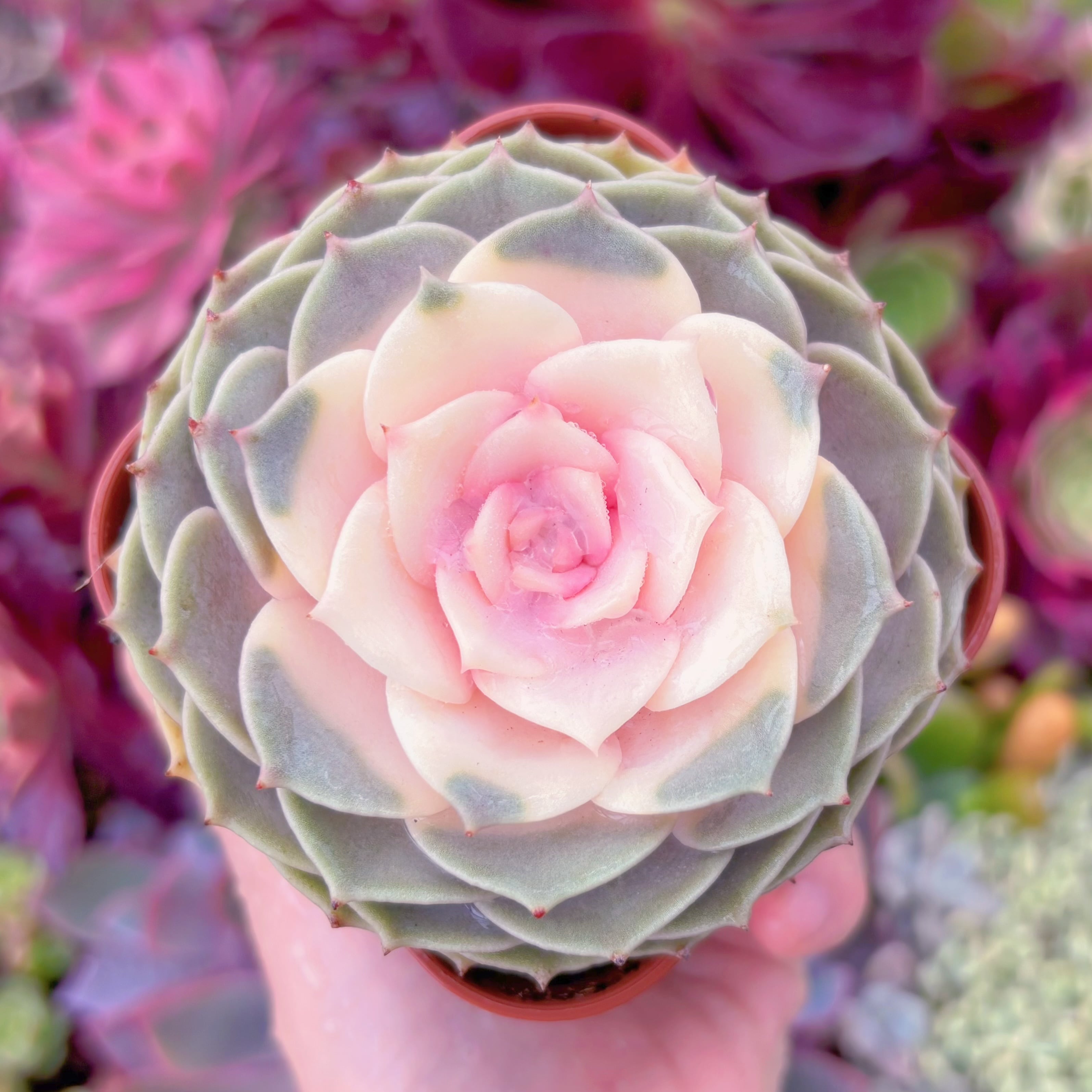 現品　ピンクローラ錦#066　るる農園