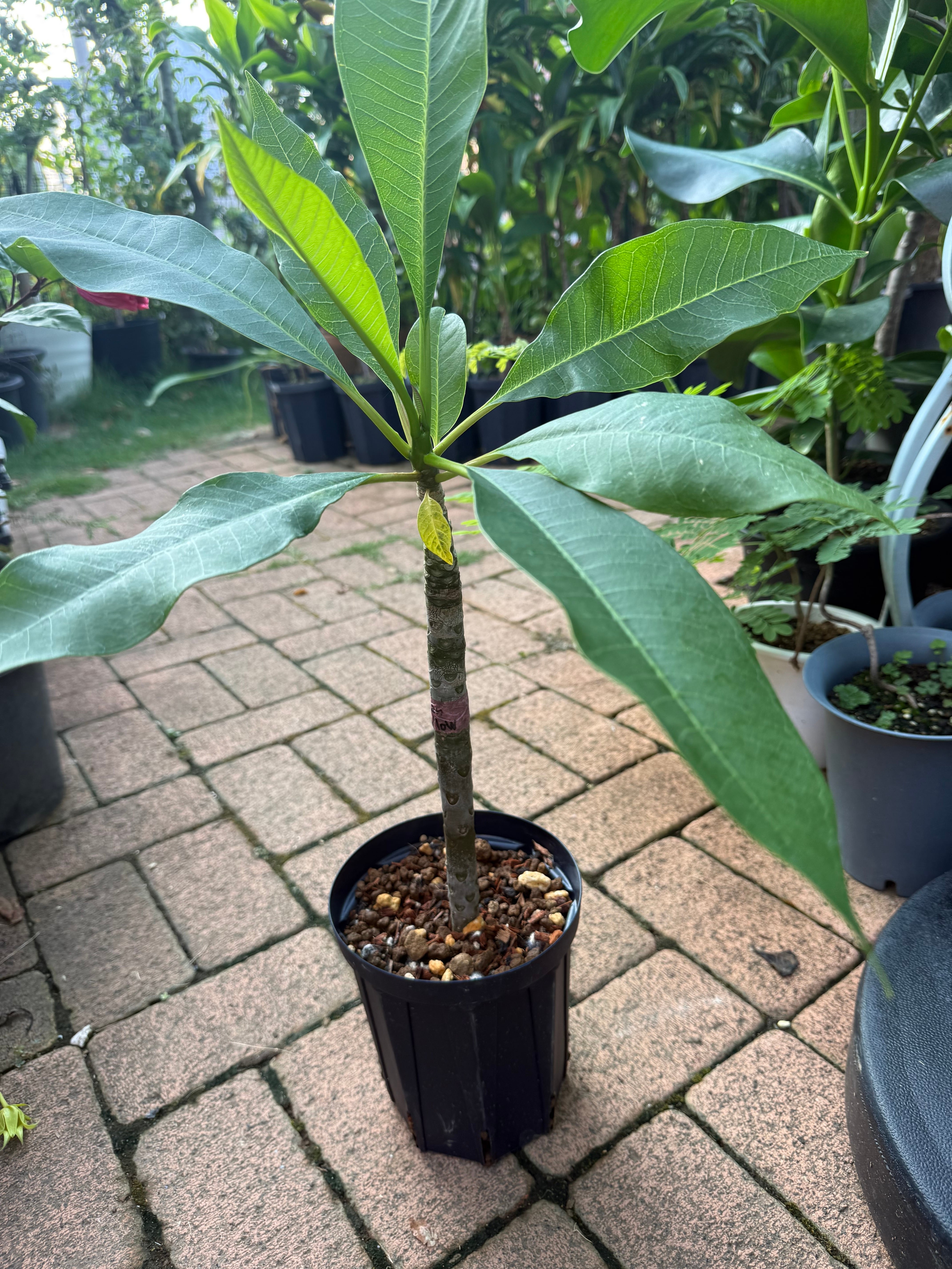 当園産プルメリア】人気品種 Hawaiian Yellow （通称：濱イアン