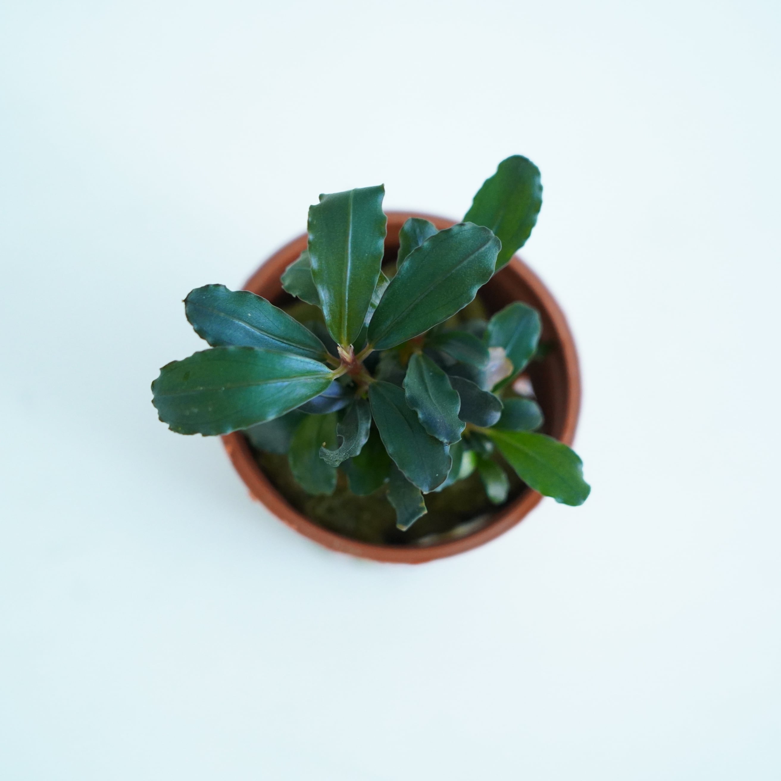 ブセファランドラ レッド【熱帯植物】 苔テラリウム作製用素材◇L