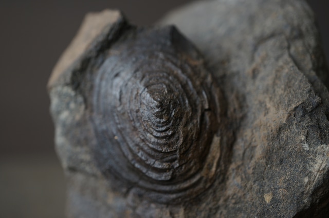 群馬県産ゾウクラゲ化石 Brunonia annulata 1952