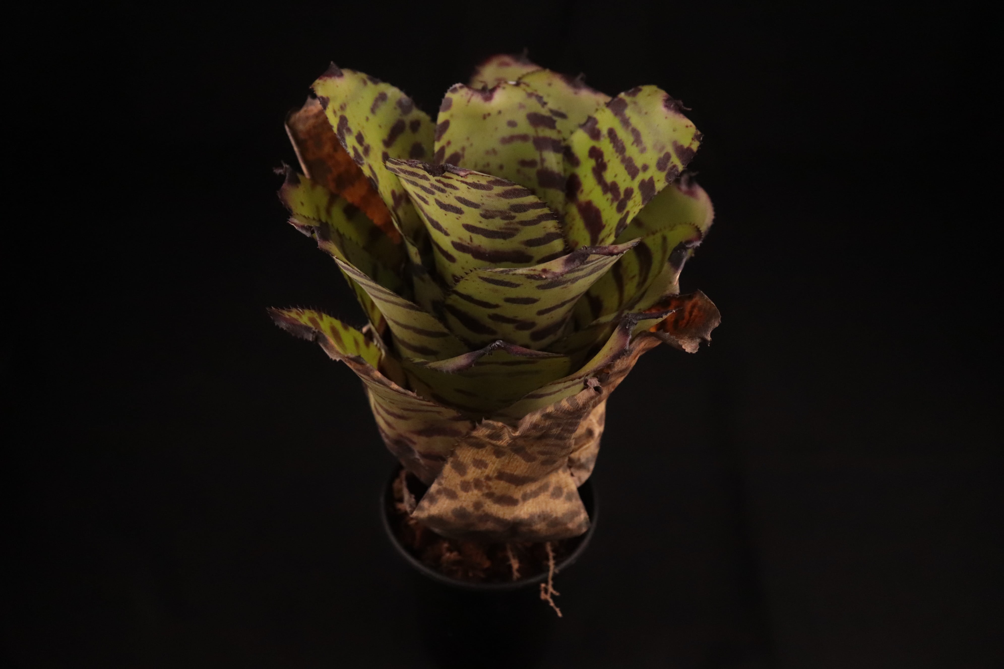 送料無料】Neoregelia 'Norman Bates' x 'Blushing Tiger