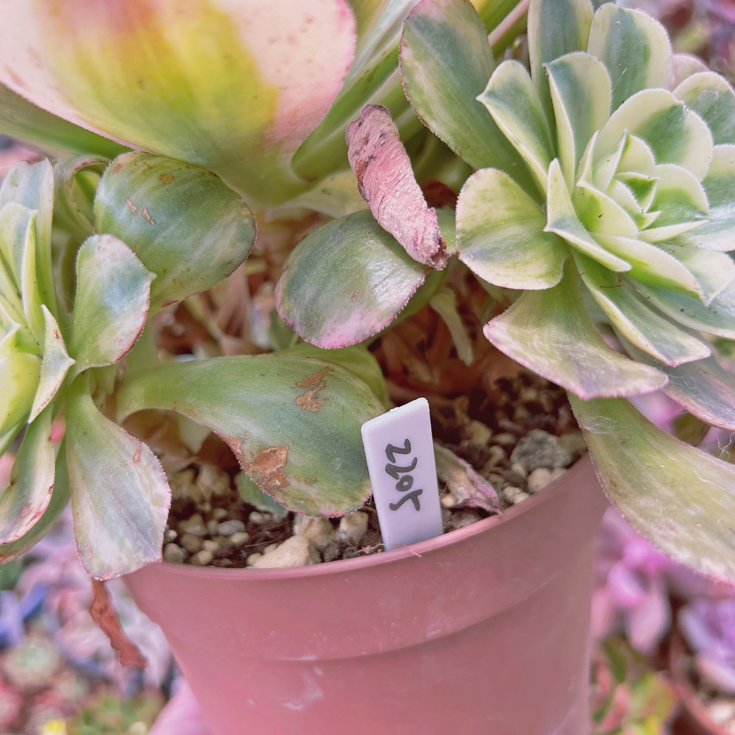 2205現物 多肉植物 美人鏡錦 特特大 | るる農園~多肉植物専門