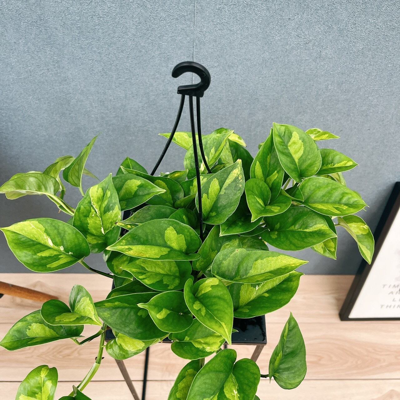 現品］【新品種】3番 ポトス グローバルグリーン 5号 観葉植物 斑入り