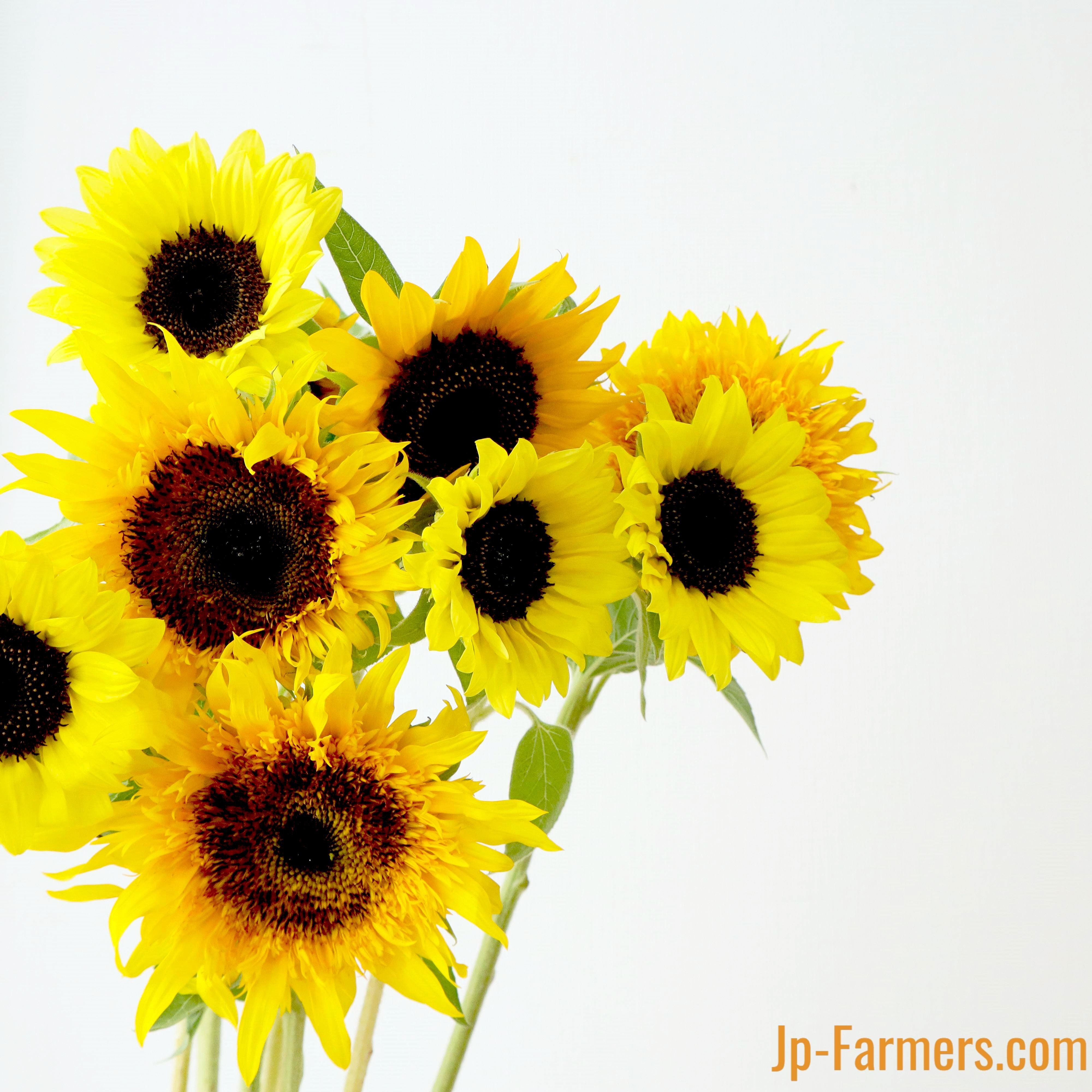 Jp-farmersがお届けする ヒマワリMIX 30本 | 新鮮お花問屋 Jp-Farmers.com