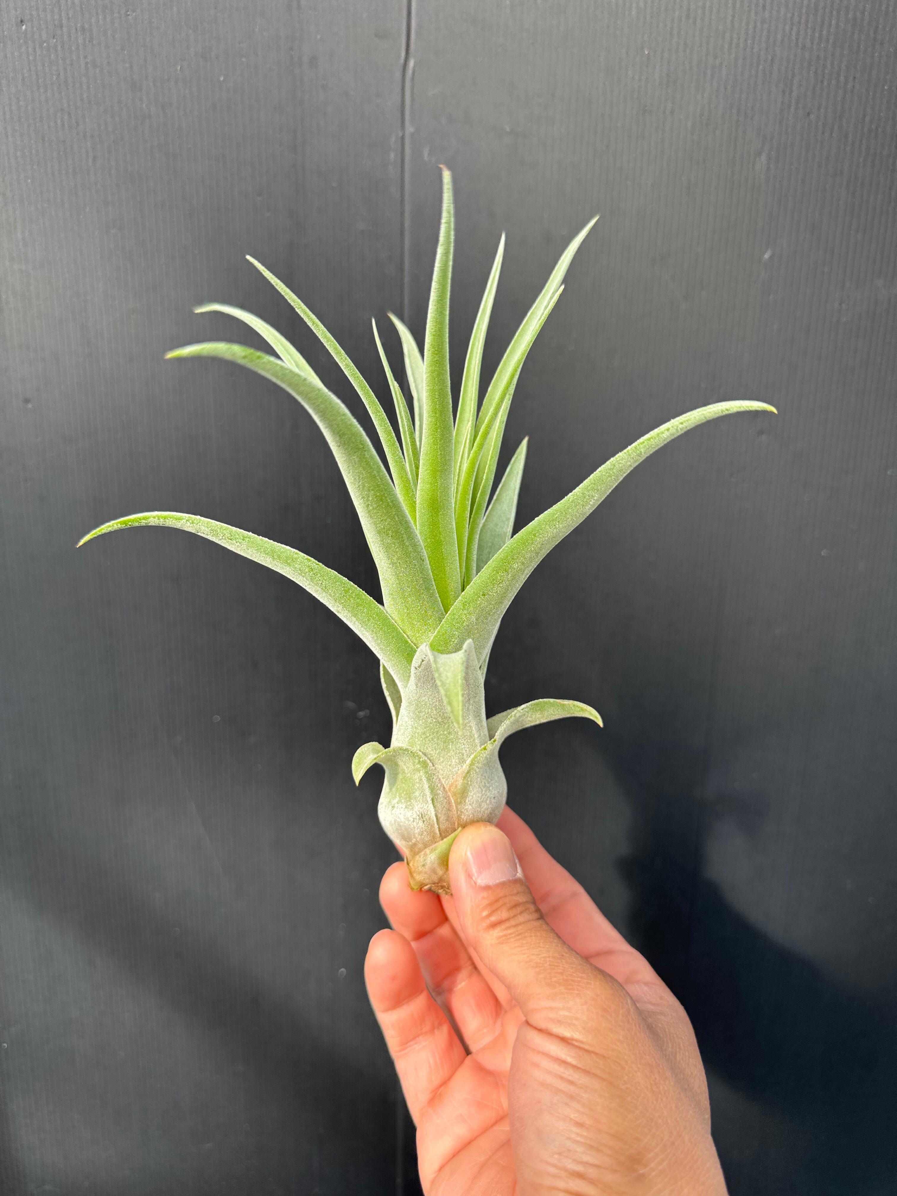 プロテア ヴィーナス | クルール プランツ couleur plants