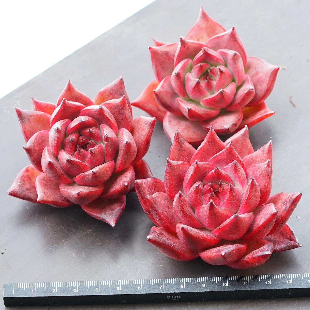 カット苗 アームストロング Echeveria 'Armstrong'