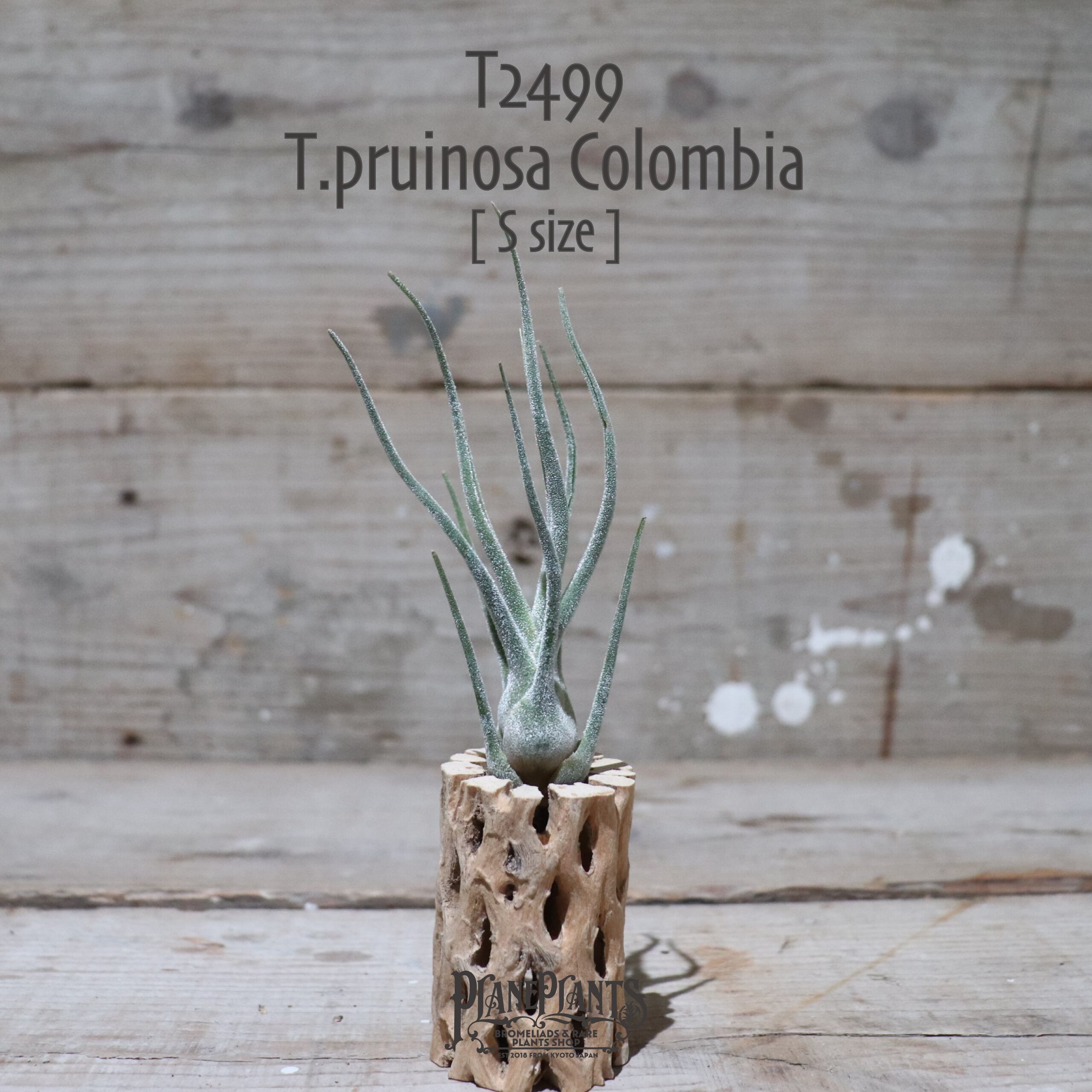 【送料無料】プルイノーサ コロンビア S〔エアプランツ〕現品発送T2499