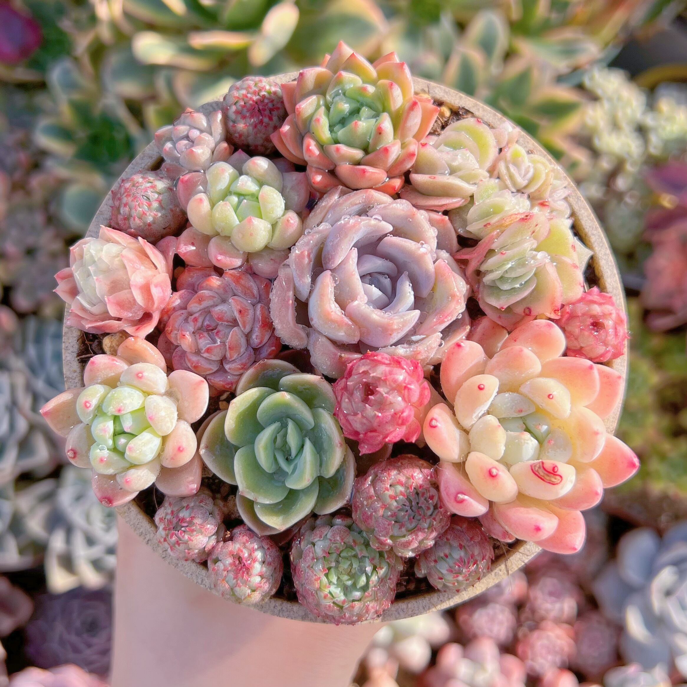 現品　寄せ植えセット#525　るる農園