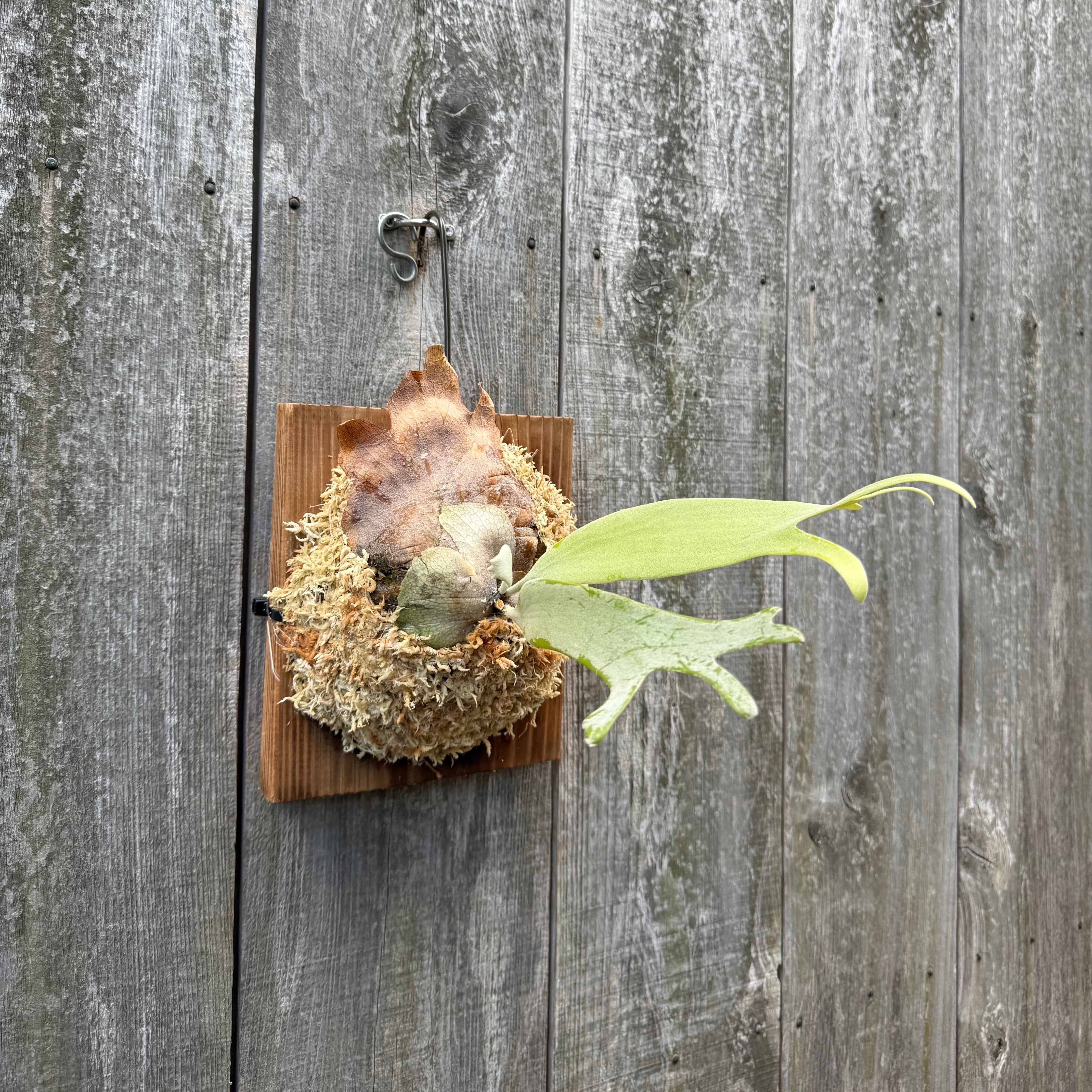 P.Triceratops (三角龍) pup | naturefix